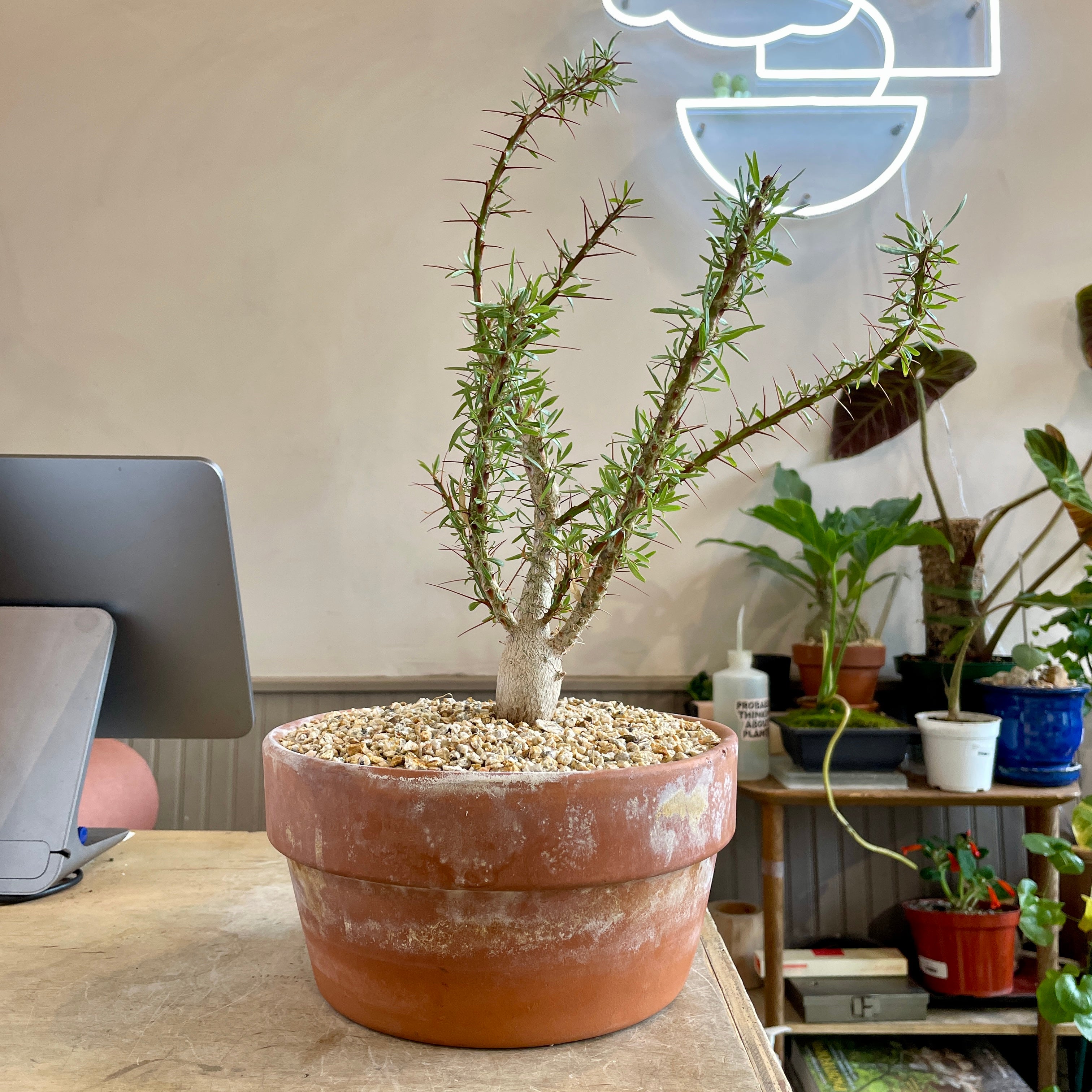 Fouquieria purpusii specimen plant | Cloud-Hidden Plants