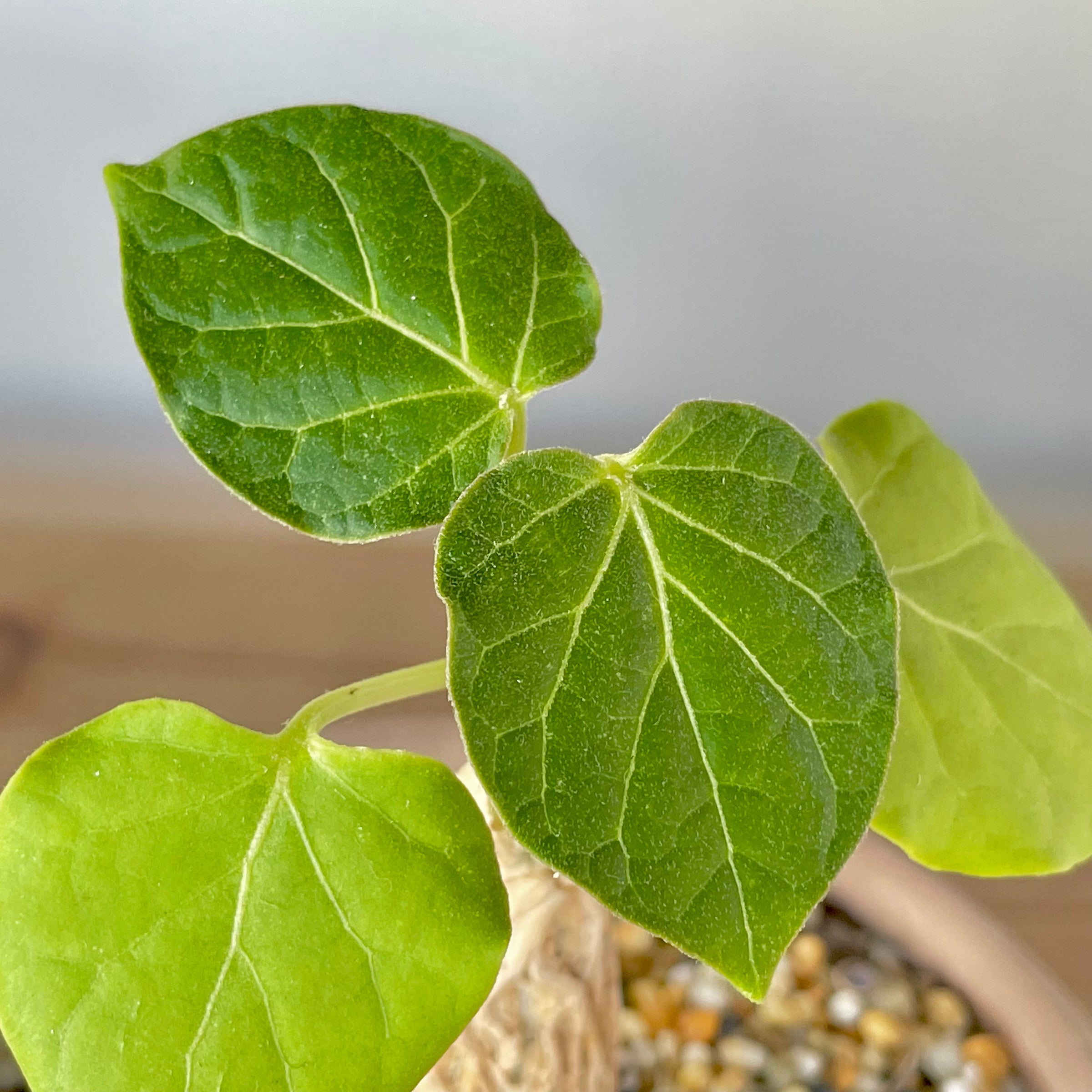 Matelea (Gonolobus) cyclophylla | Cloud-Hidden Plants