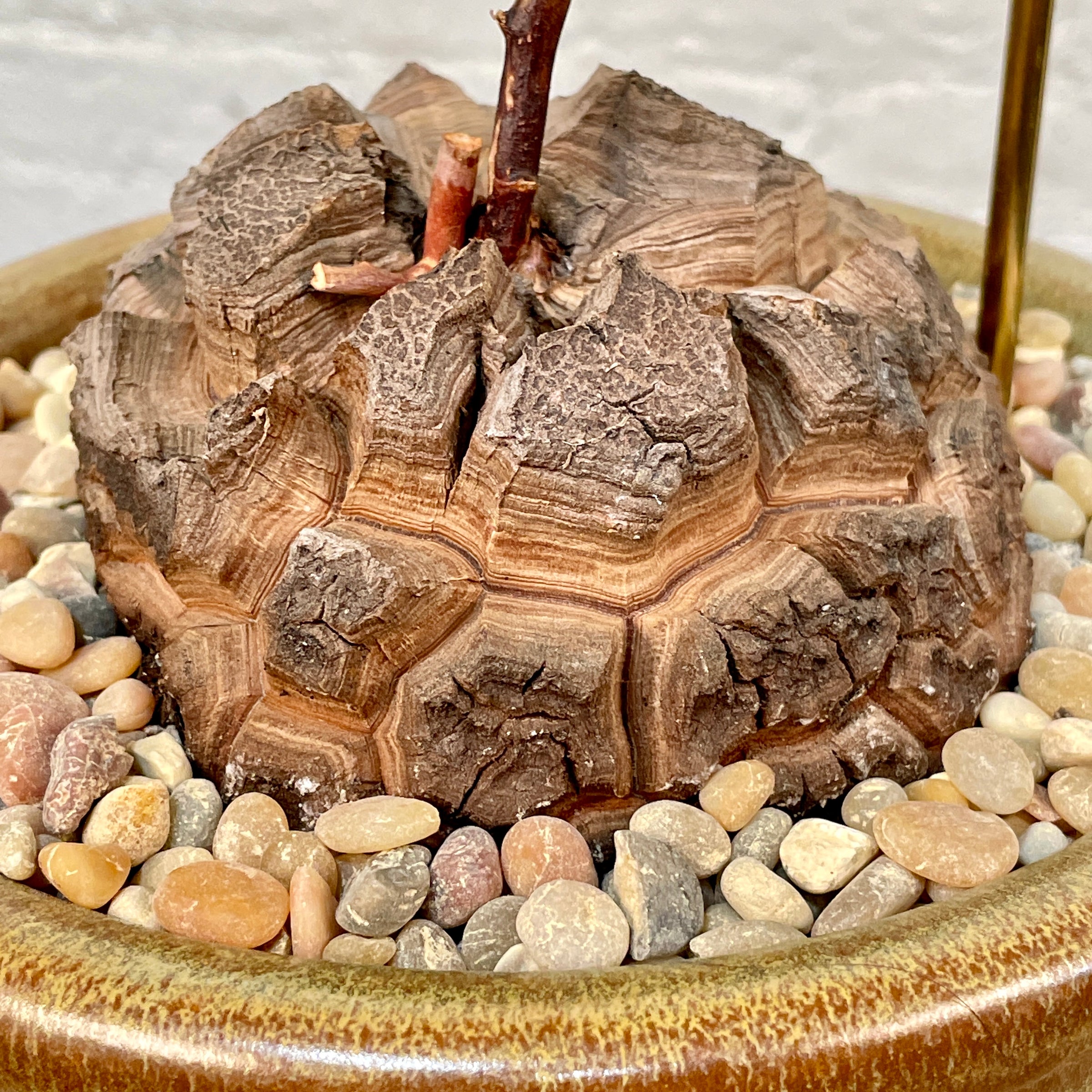その他 Ozwrt Dioscorea Elephantipes Monoclonius Dioscorea Elephantipes (Plant XXL5) | Cloud-Hidden Plants