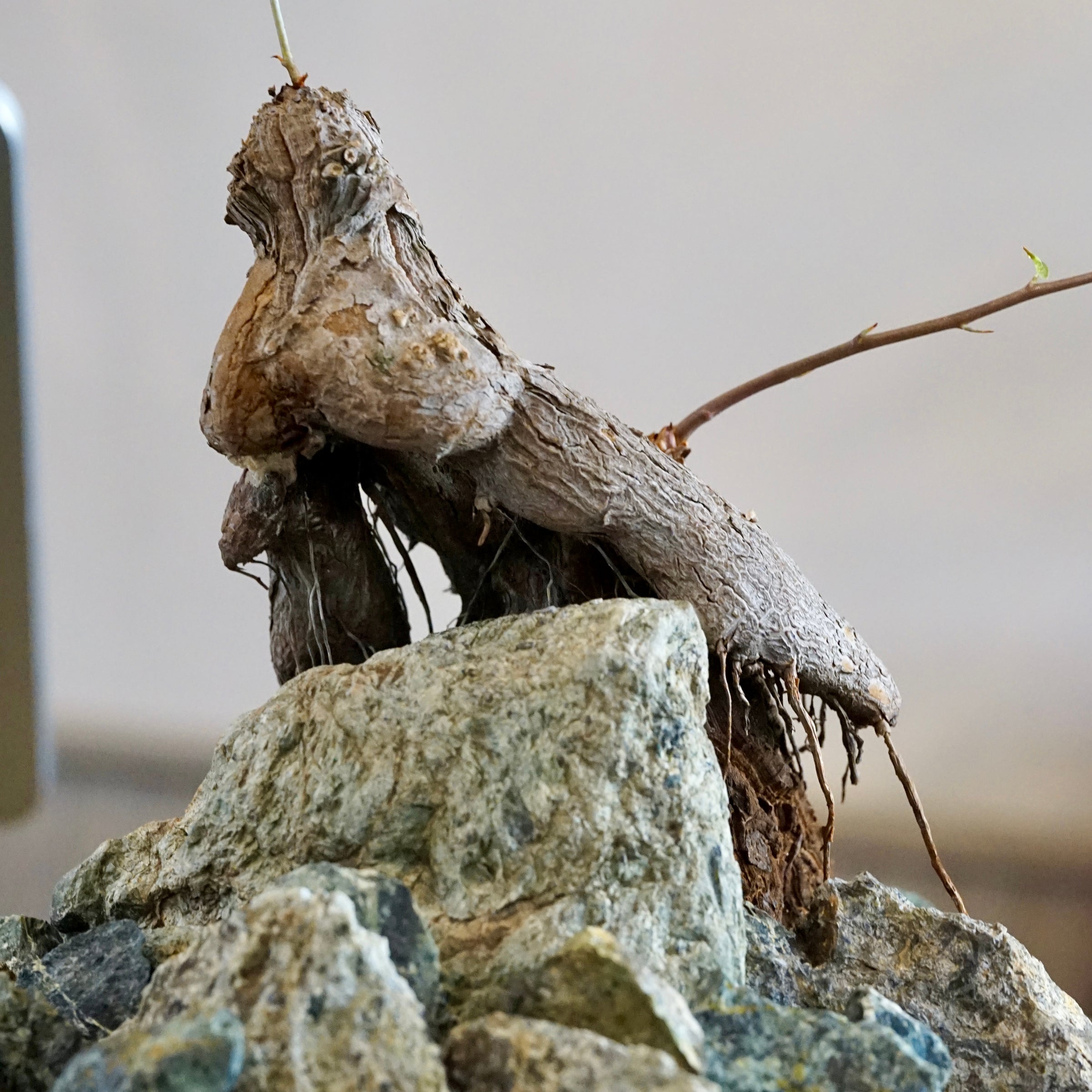 Dioscorea hemicrypta double headed specimen | Cloud-Hidden Plants
