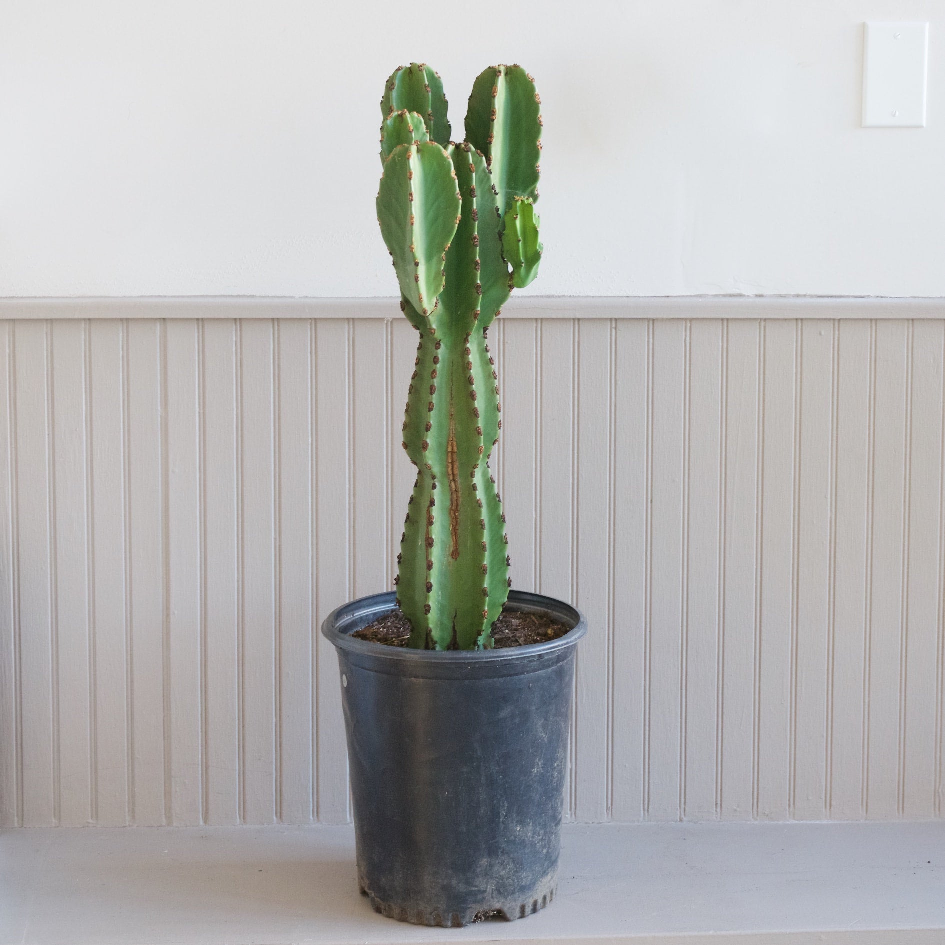 Euphorbia Ingens | Cloud-Hidden Plants - Houseplants, Succulent Bonsai &  Caudex San Francisco