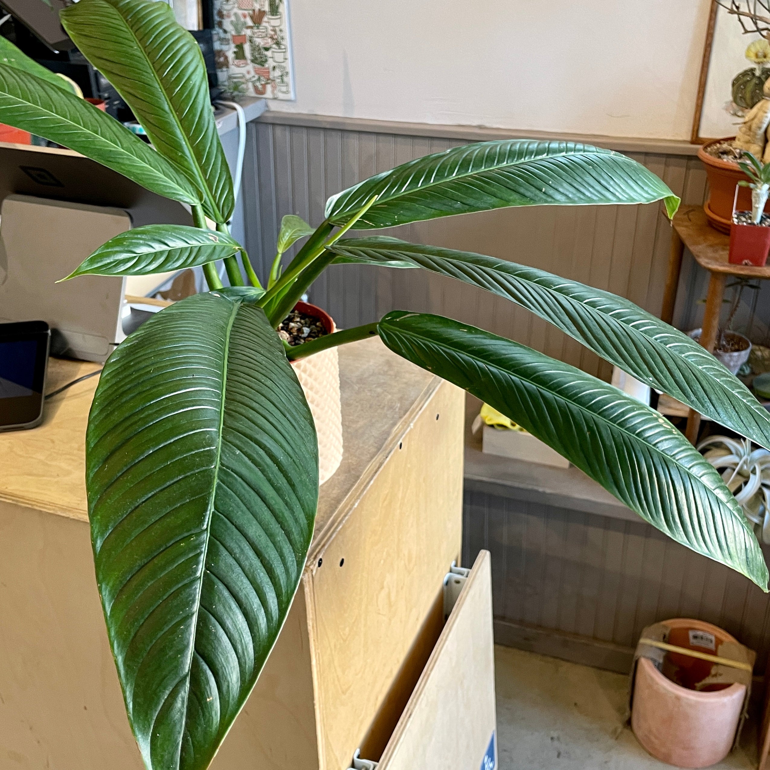 philodendron splendid kaufen Philodendron Splendid #2 – Arium