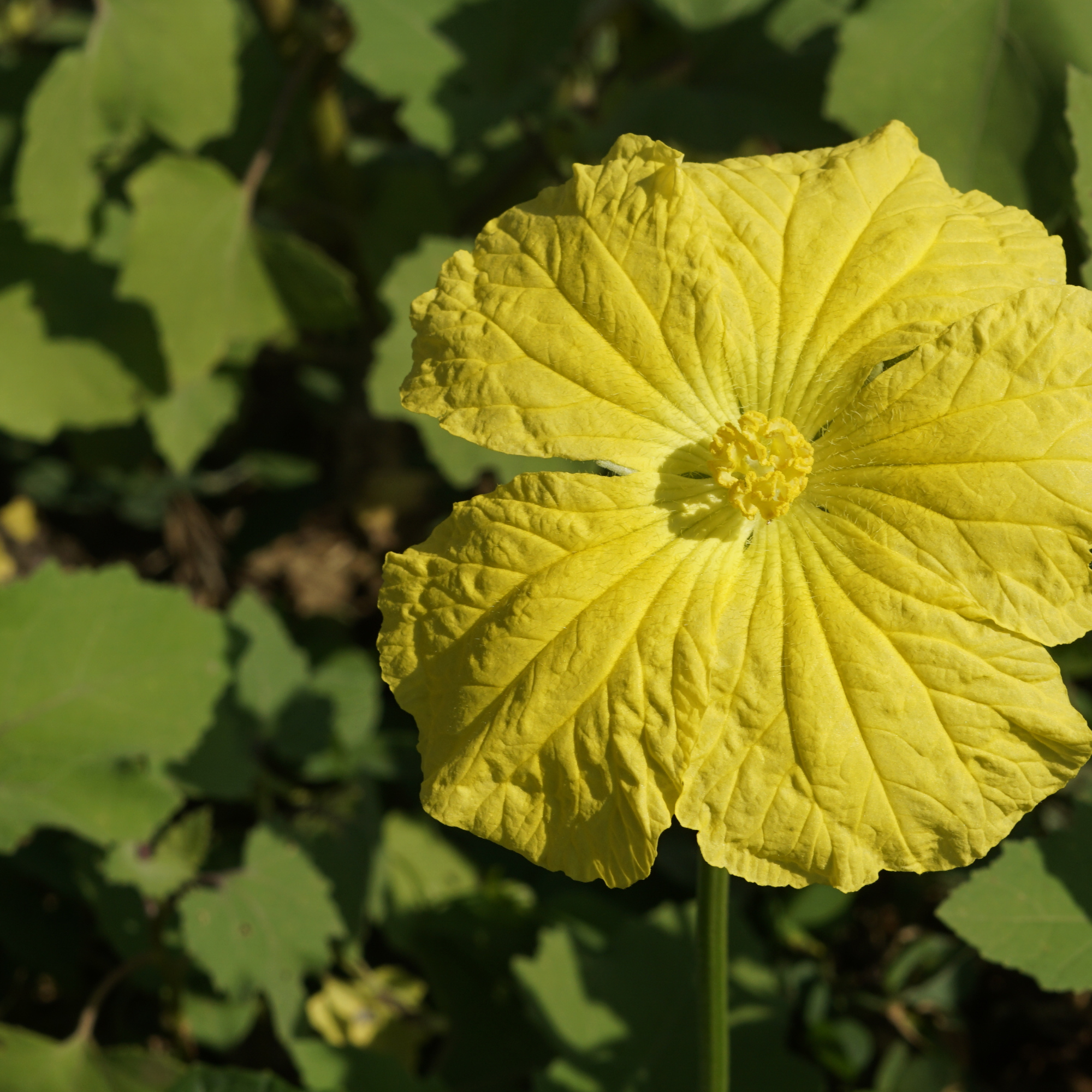 Sow the Magic Luffa Gourd Seed Packet - Thumbnail 4