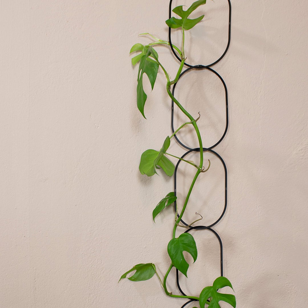 Black chain support for climbing plants by BOTANOPIA | Cloud-Hidden Plants  - Houseplants, Succulent Bonsai & Caudex San Francisco