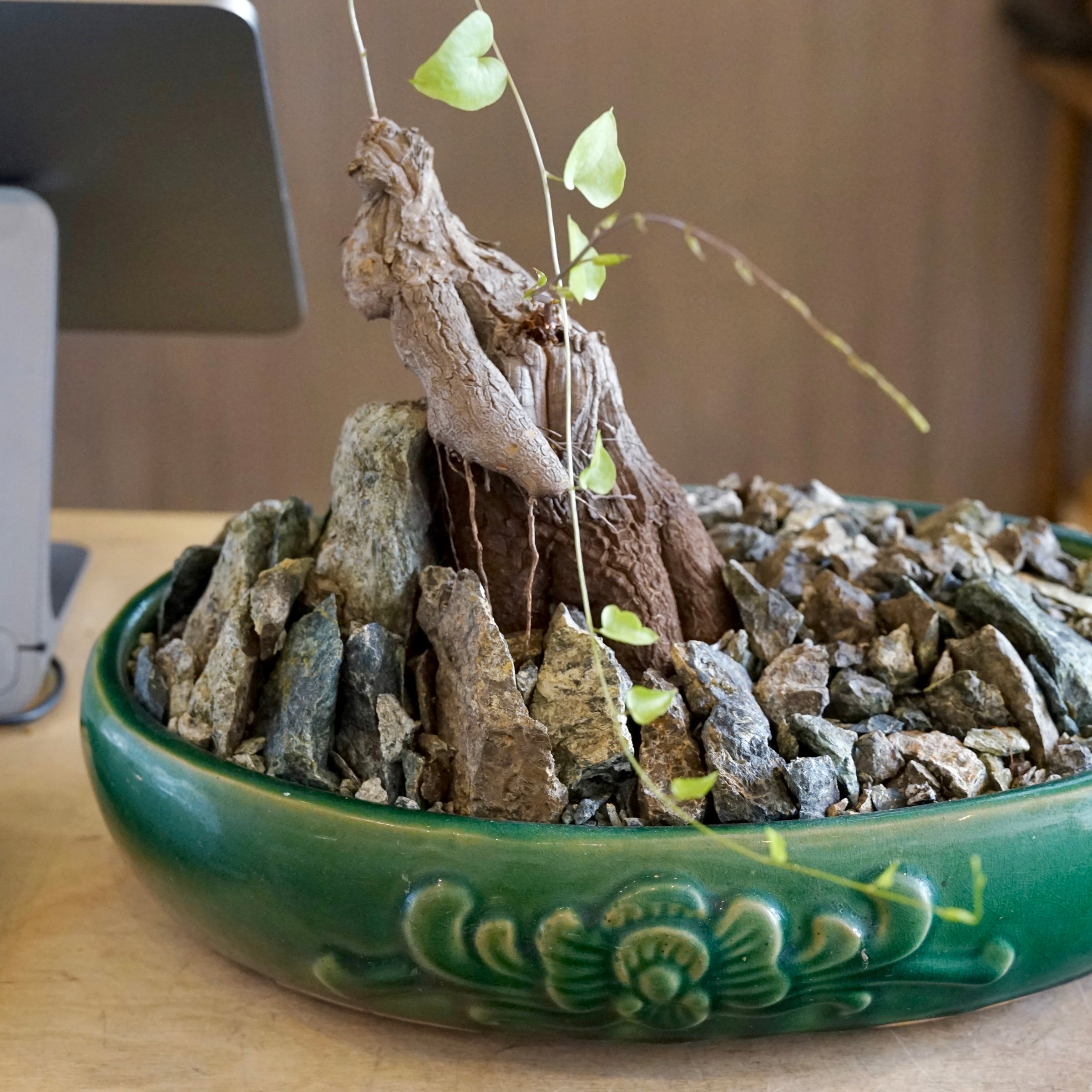Dioscorea hemicrypta double headed specimen | Cloud-Hidden Plants