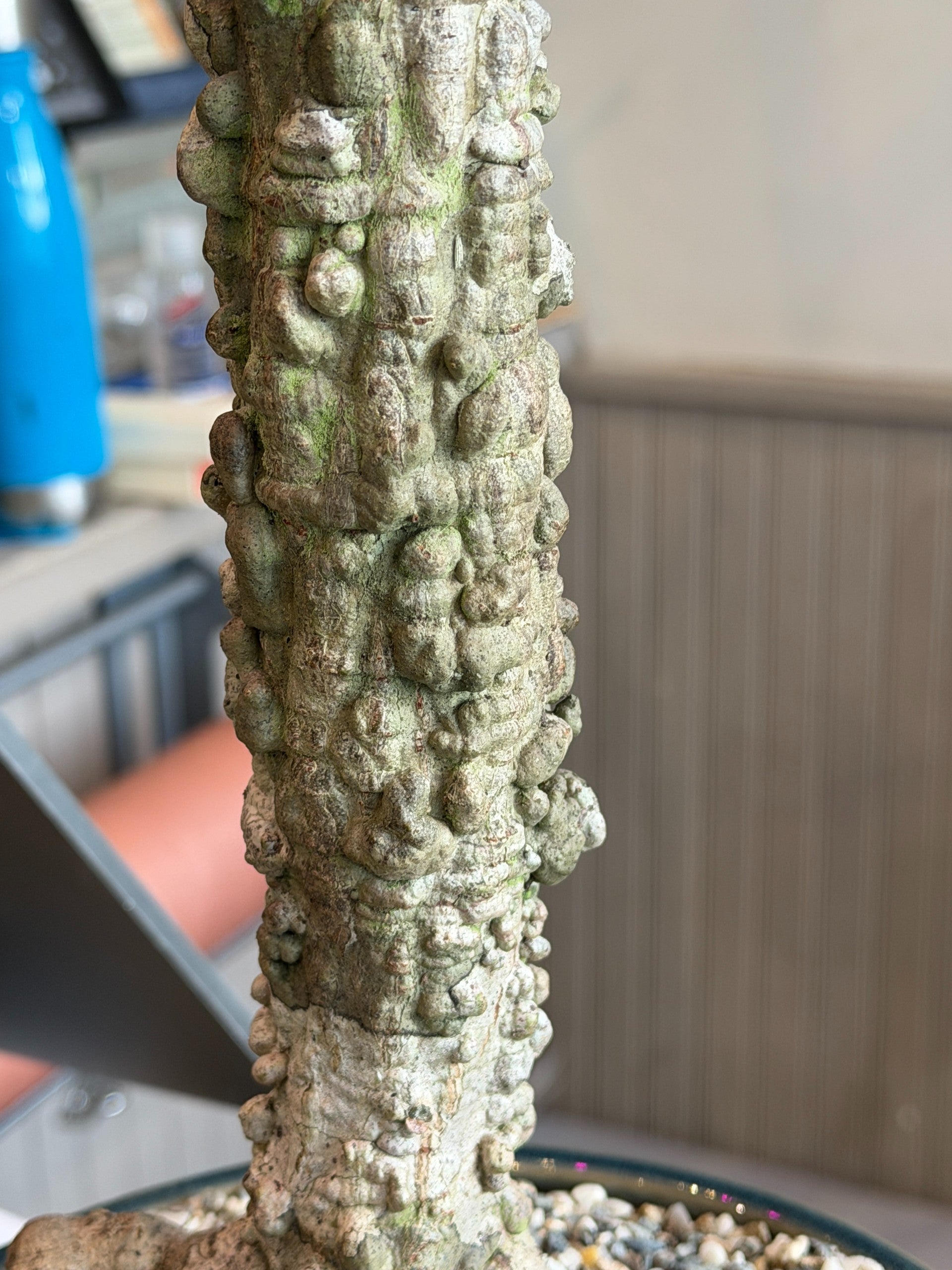 Large Boojum Fouquieria columnaris - 8 Inch Pot | Cloud-Hidden