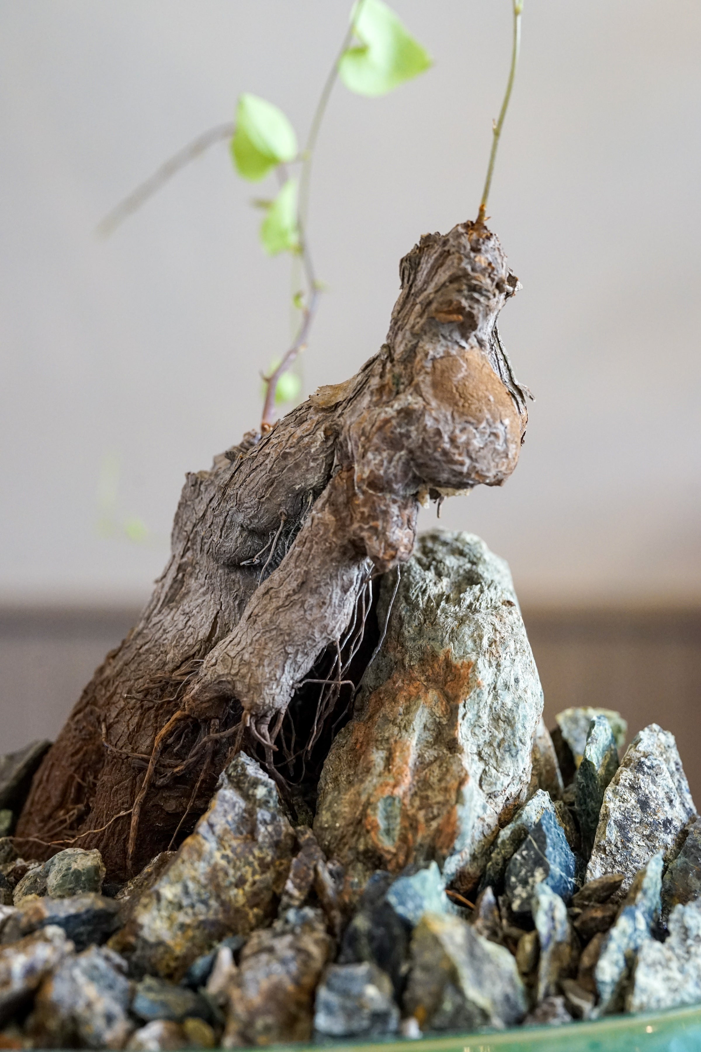 Dioscorea hemicrypta double headed specimen | Cloud-Hidden Plants