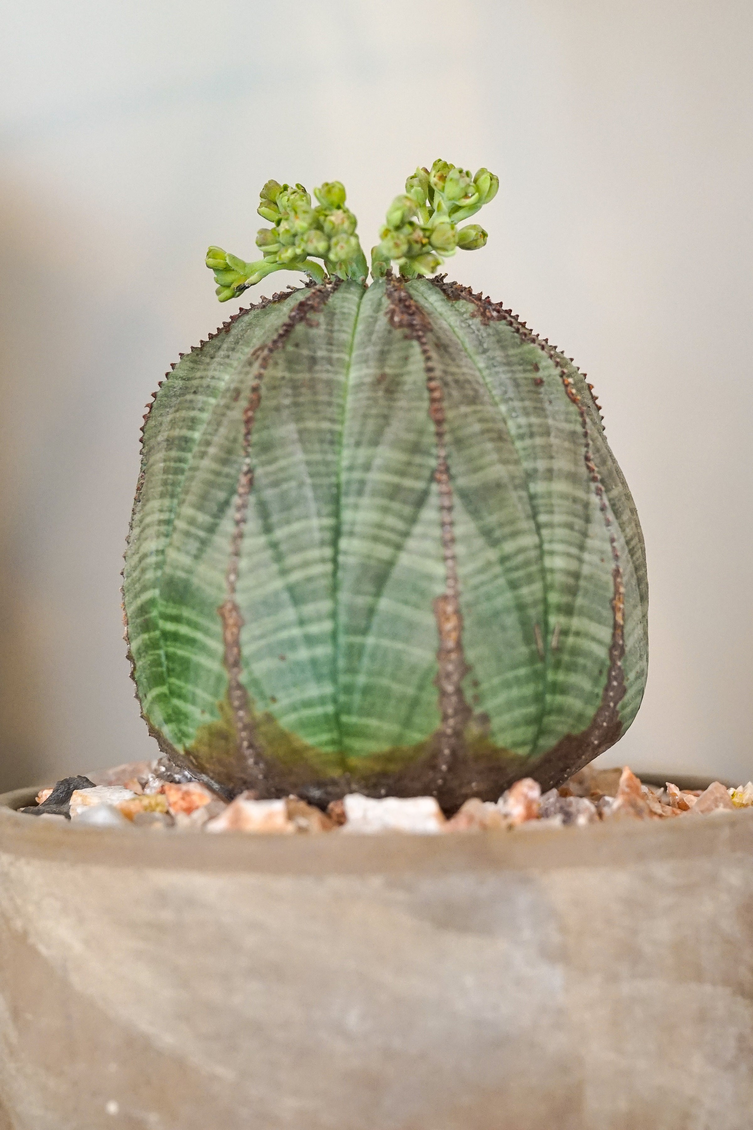 Euphorbia Obesa - 10 Year Old Plants | Cloud-Hidden Plants