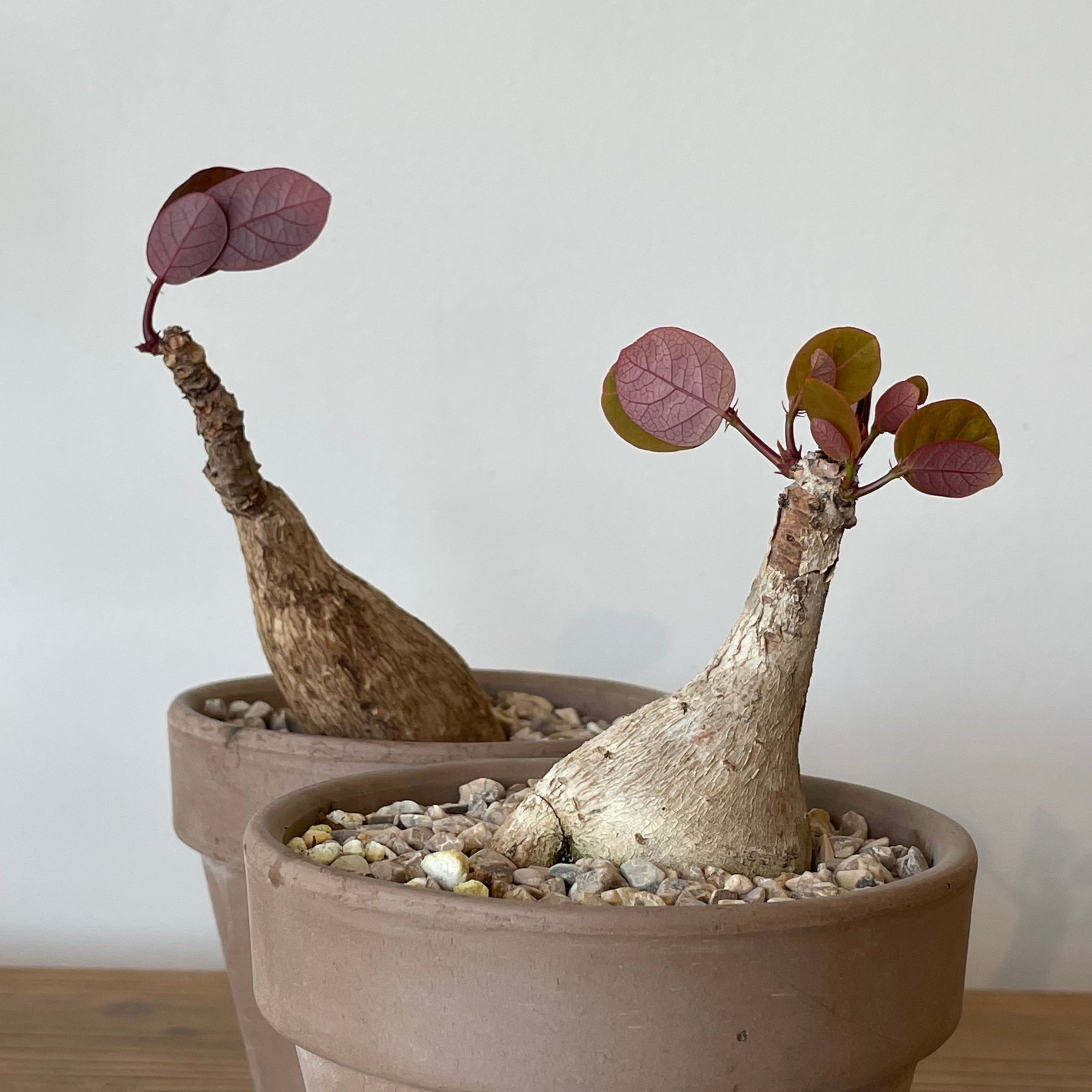 Phyllanthus mirabilis | Cloud-Hidden Plants - Houseplants, Succulent Bonsai  & Caudex San Francisco