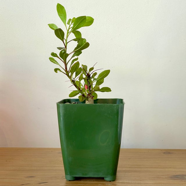 彩音 PSY-ON ORIGINAL CAUDEX POT③ Caudex Plants | Cloud-Hidden Plants - Houseplants, Succulent