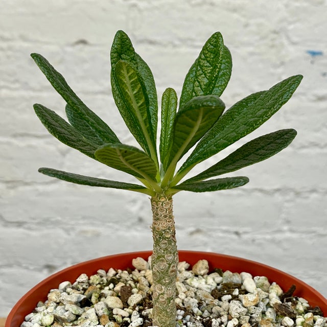Caudex Plants | Cloud-Hidden Plants - Houseplants, Succulent