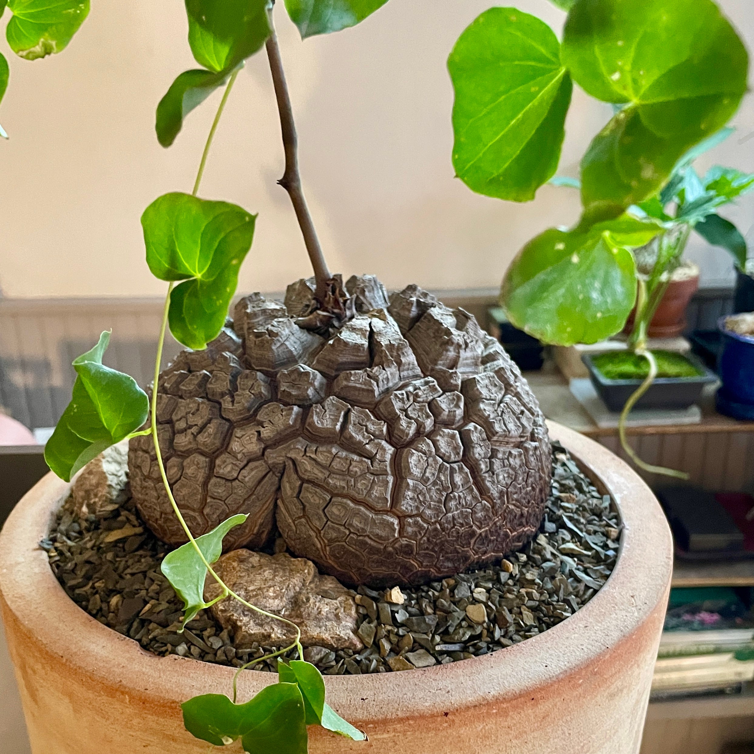 Large Dioscorea elephantipes specimen April 2025 | Cloud-Hidden