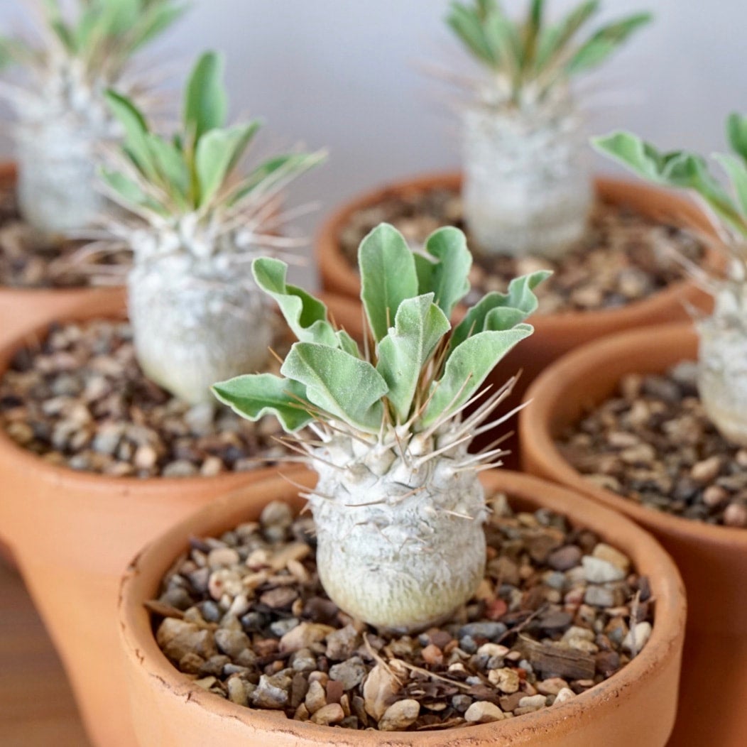 Pachypodium namaquanum | Cloud-Hidden Plants - Houseplants