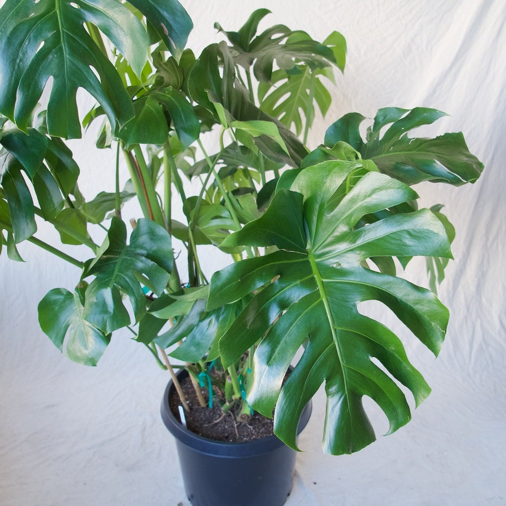 monstera deliciosa grande Monstera Deliciosa PLANT