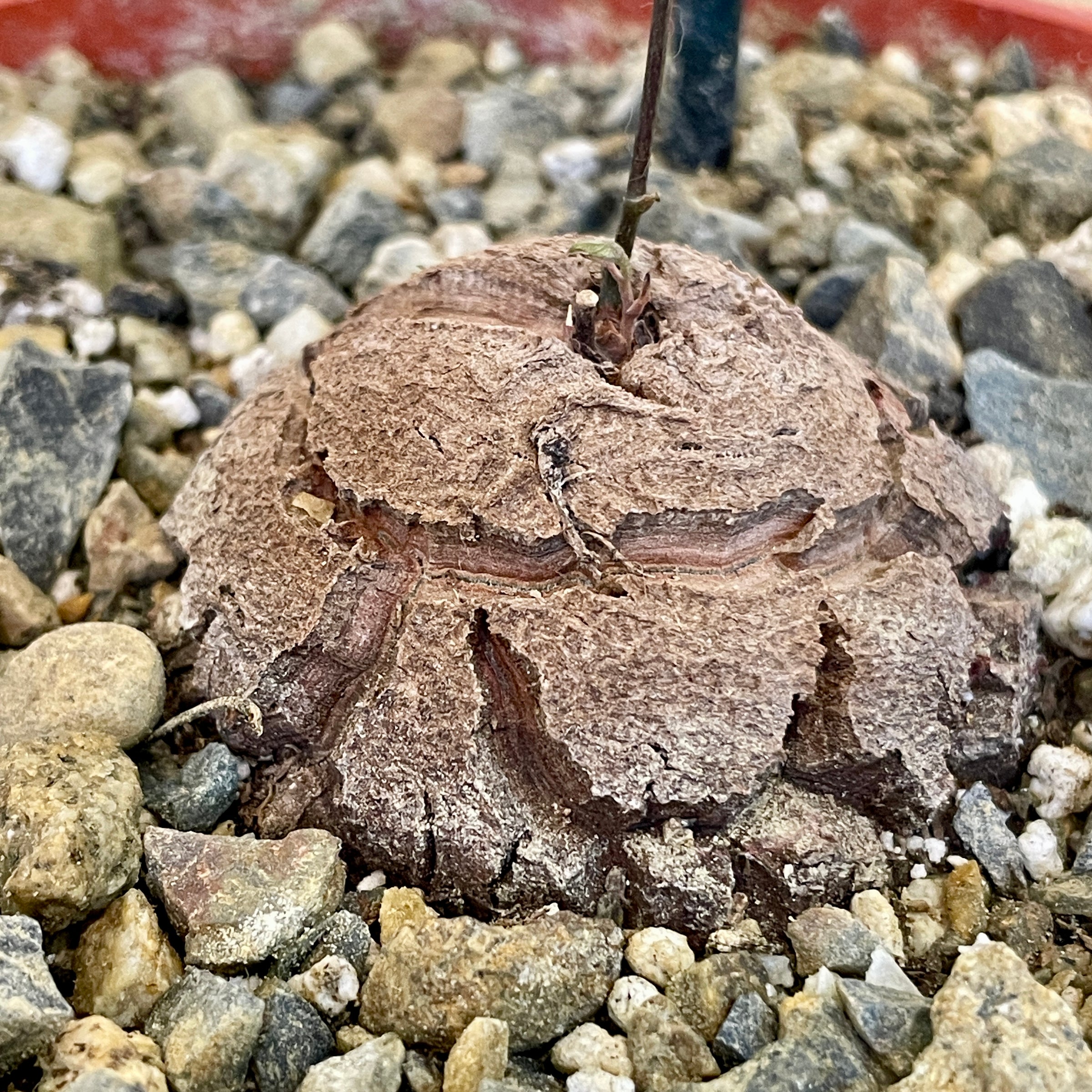 その他 Ozwrt Dioscorea Elephantipes Monoclonius Dioscorea Elephantipes - Elephant's Foot – Kesslers Cacti