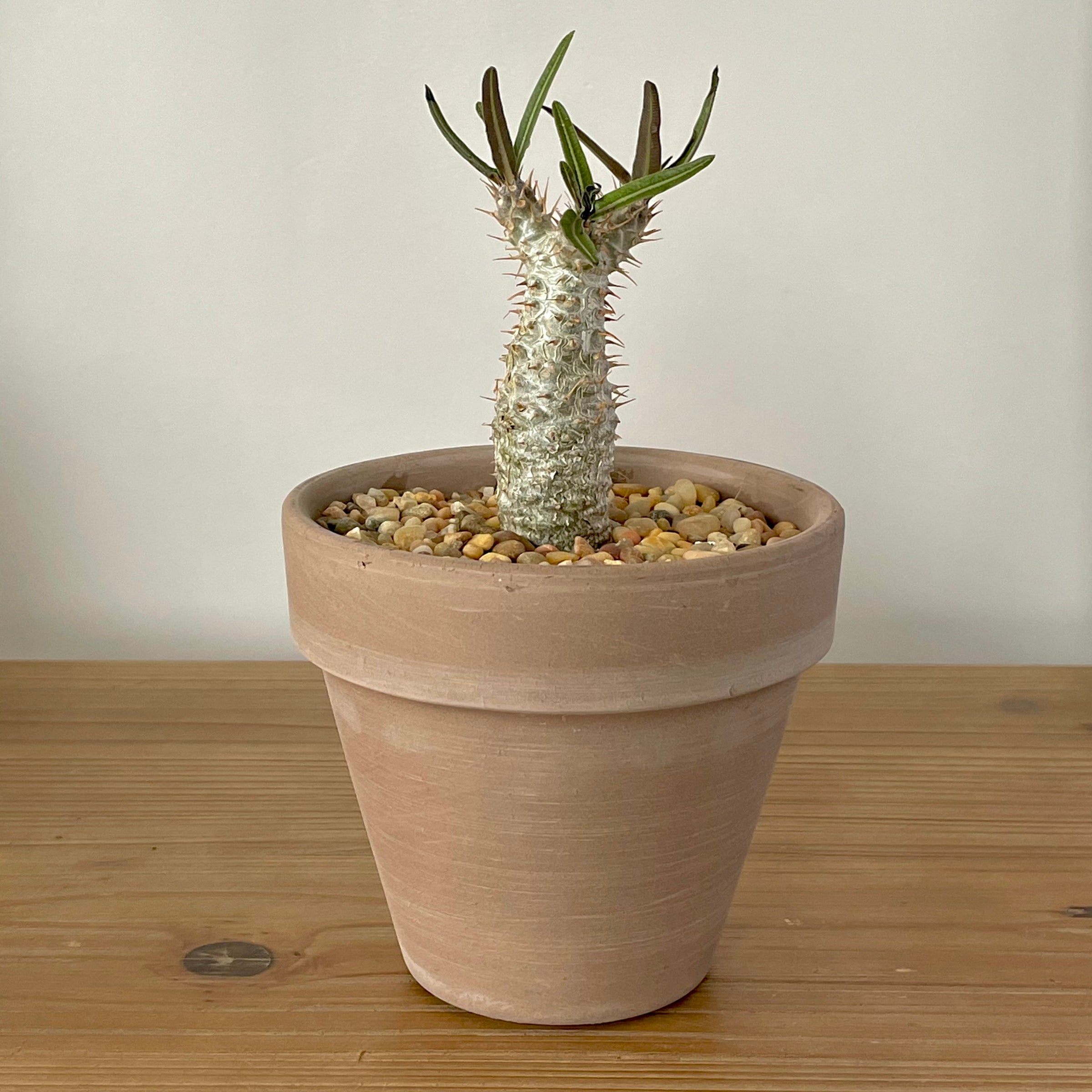 Pachypodium rosulatum gracilus for sale San Francisco | Cloud