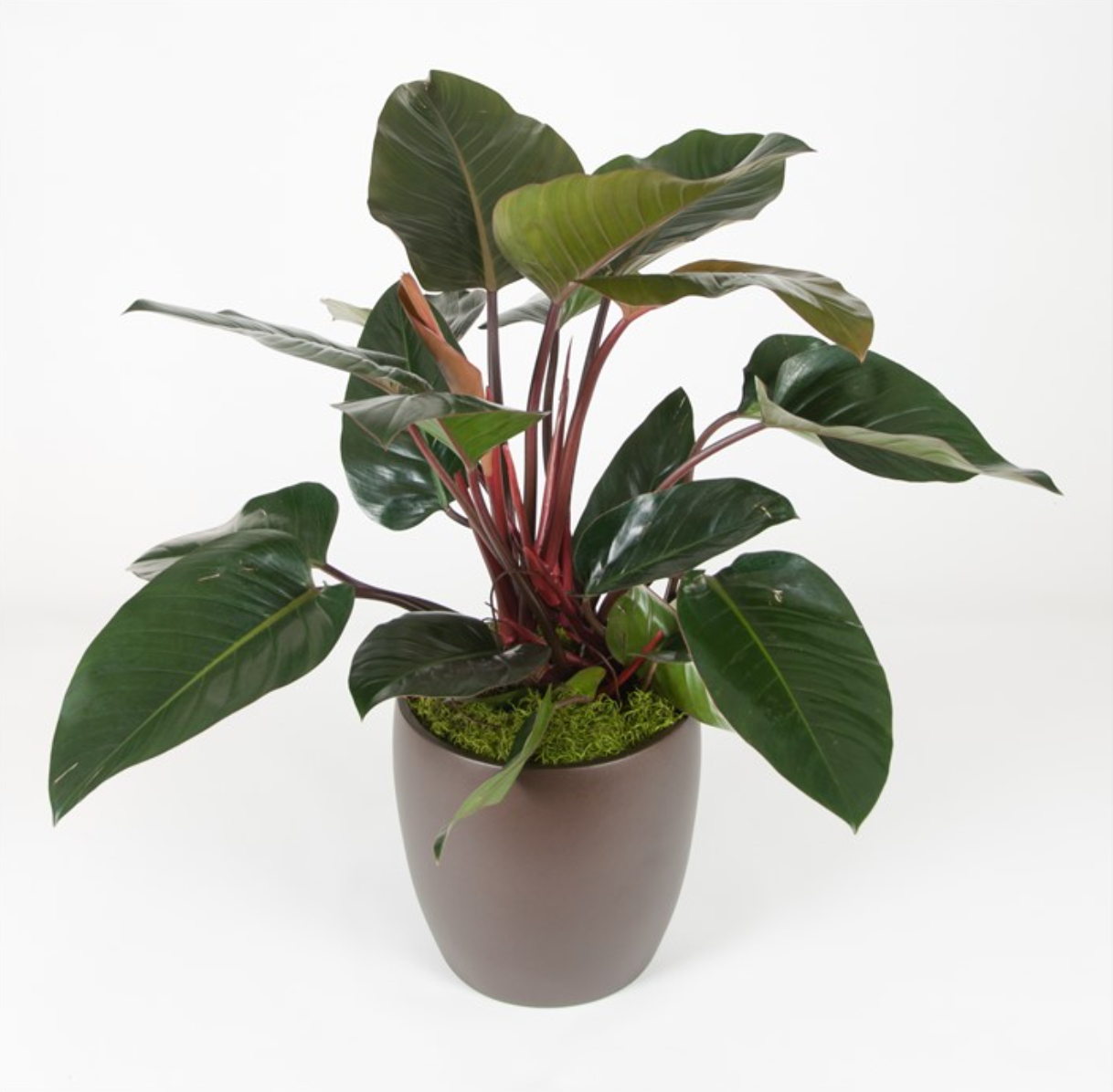 palm palm plant Majesty Palm, Ravenea Rivularis Live Indoor Plant main image 1