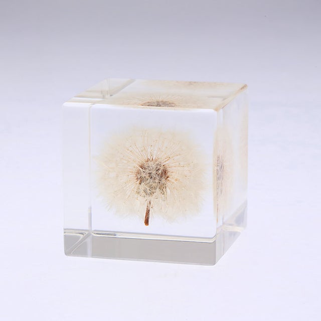Sola Cubes | Cloud-Hidden Plants - Houseplants, Succulent Bonsai
