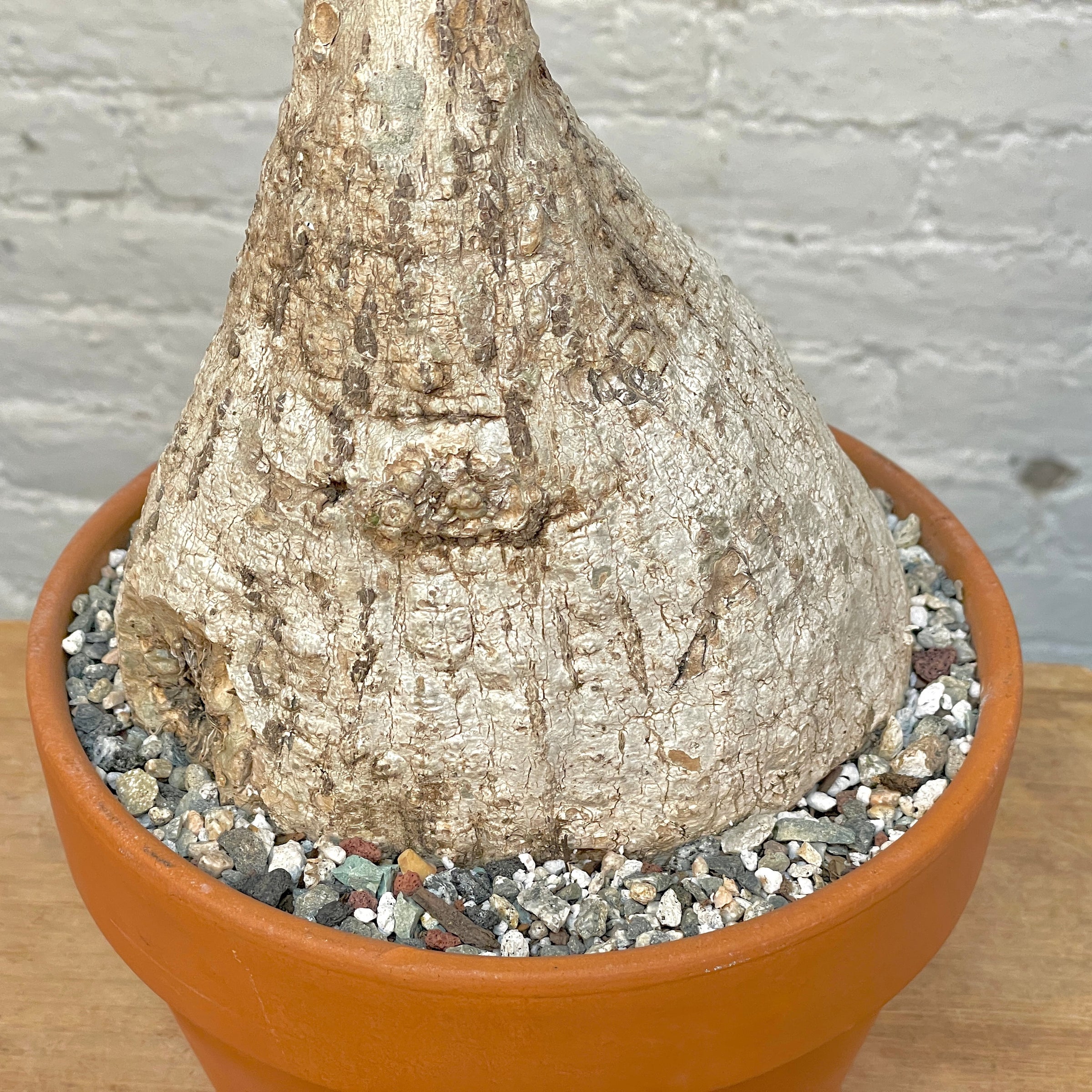 Adenia viridiflora | Cloud-Hidden Plants - Houseplants, Succulent