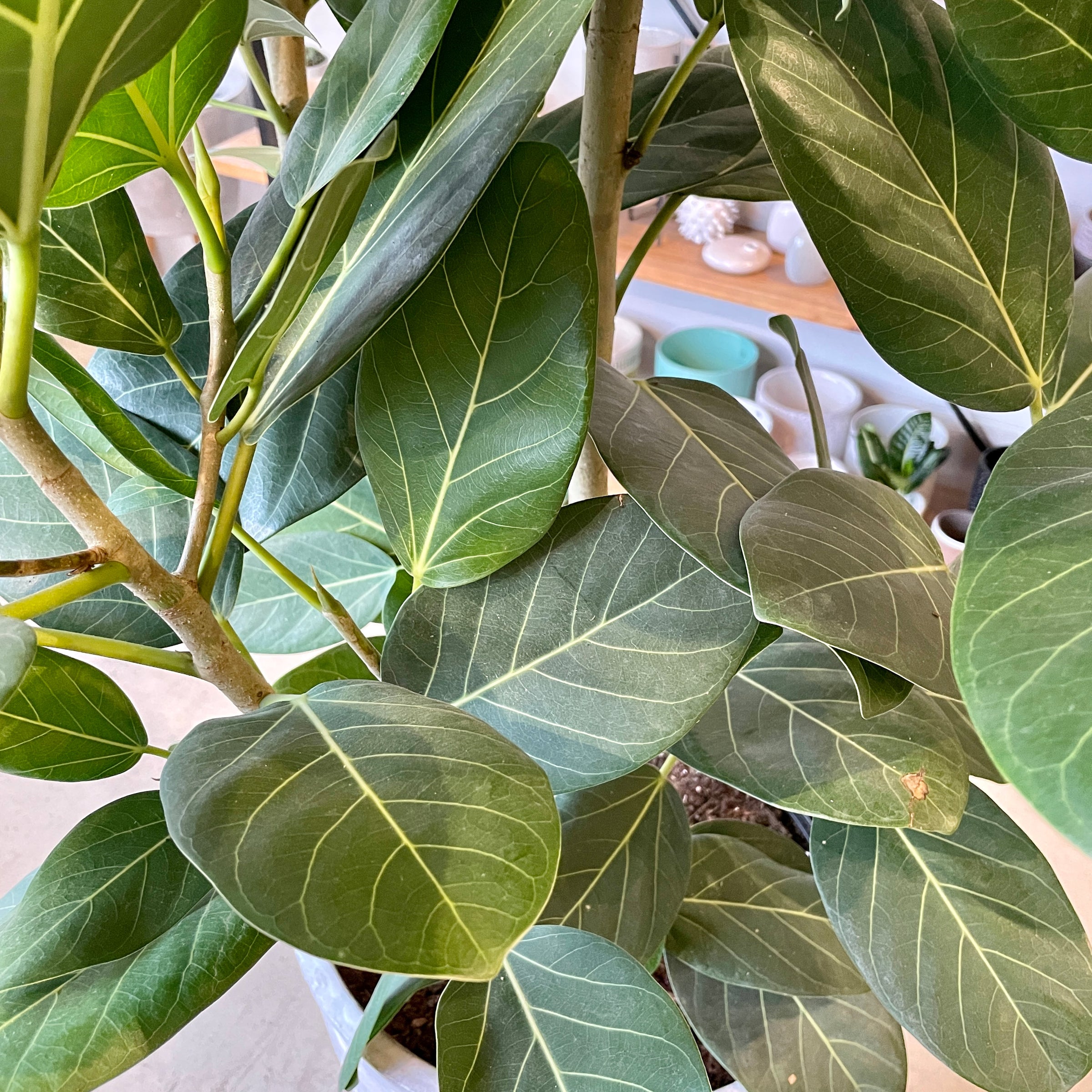 Larger Ficus Audrey | Cloud-Hidden Plants - Houseplants, Succulent Bonsai &  Caudex San Francisco
