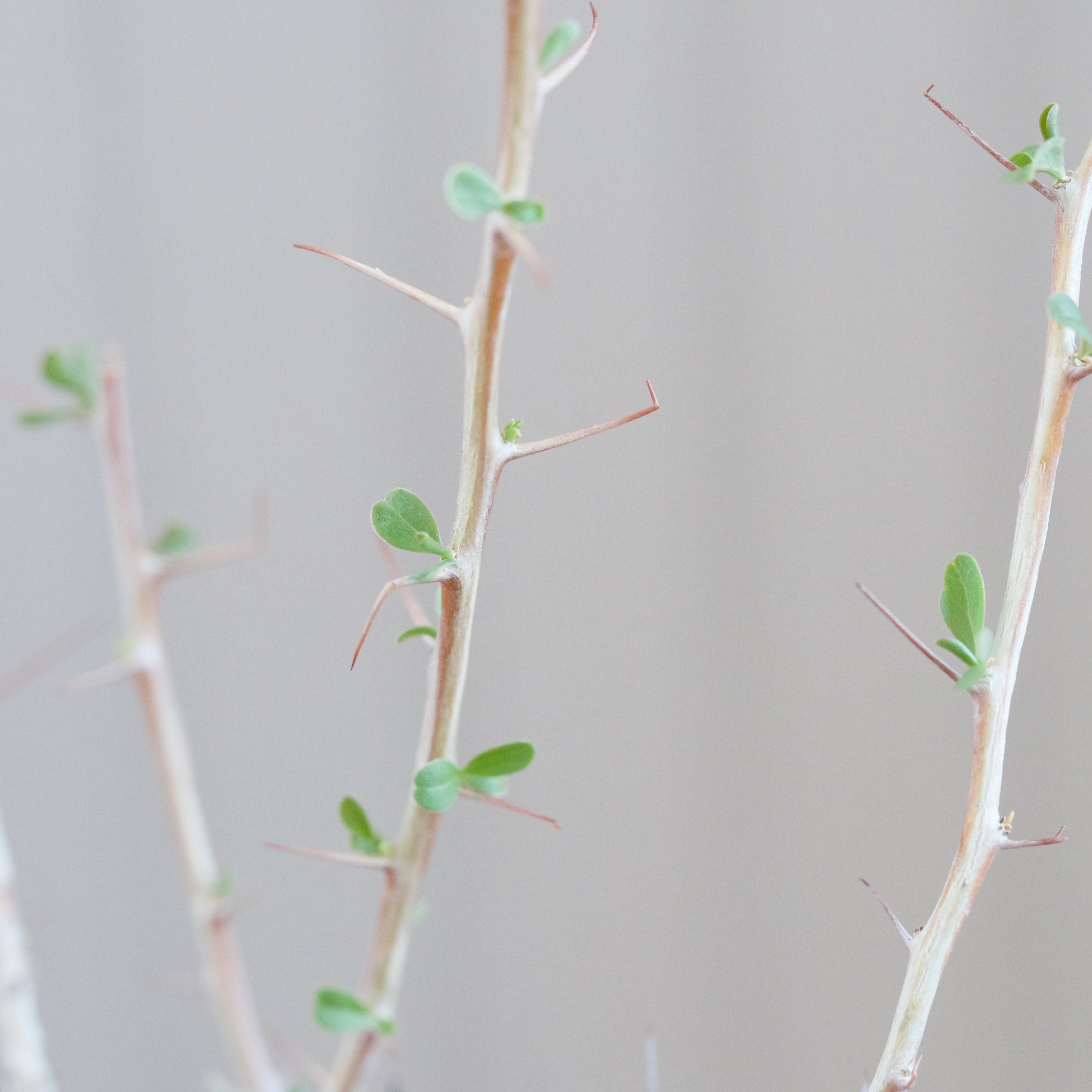 Fouquieria columnaris - Boojum Tree | Cloud-Hidden Plants