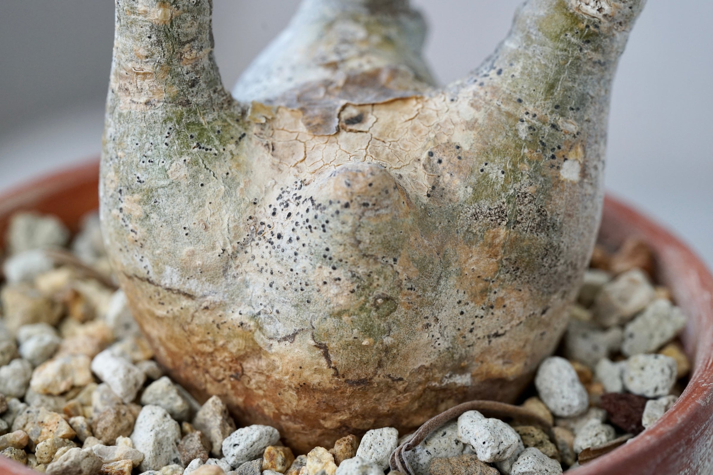 Pachypodium rosulatum var. graclius | Cloud-Hidden Plants