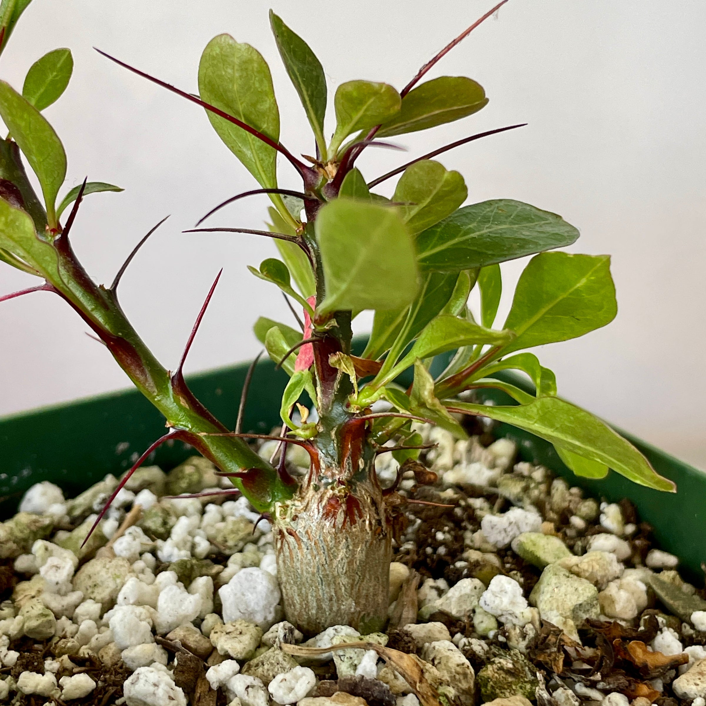 Fouquieria fasciculata | Cloud-Hidden Plants - Houseplants