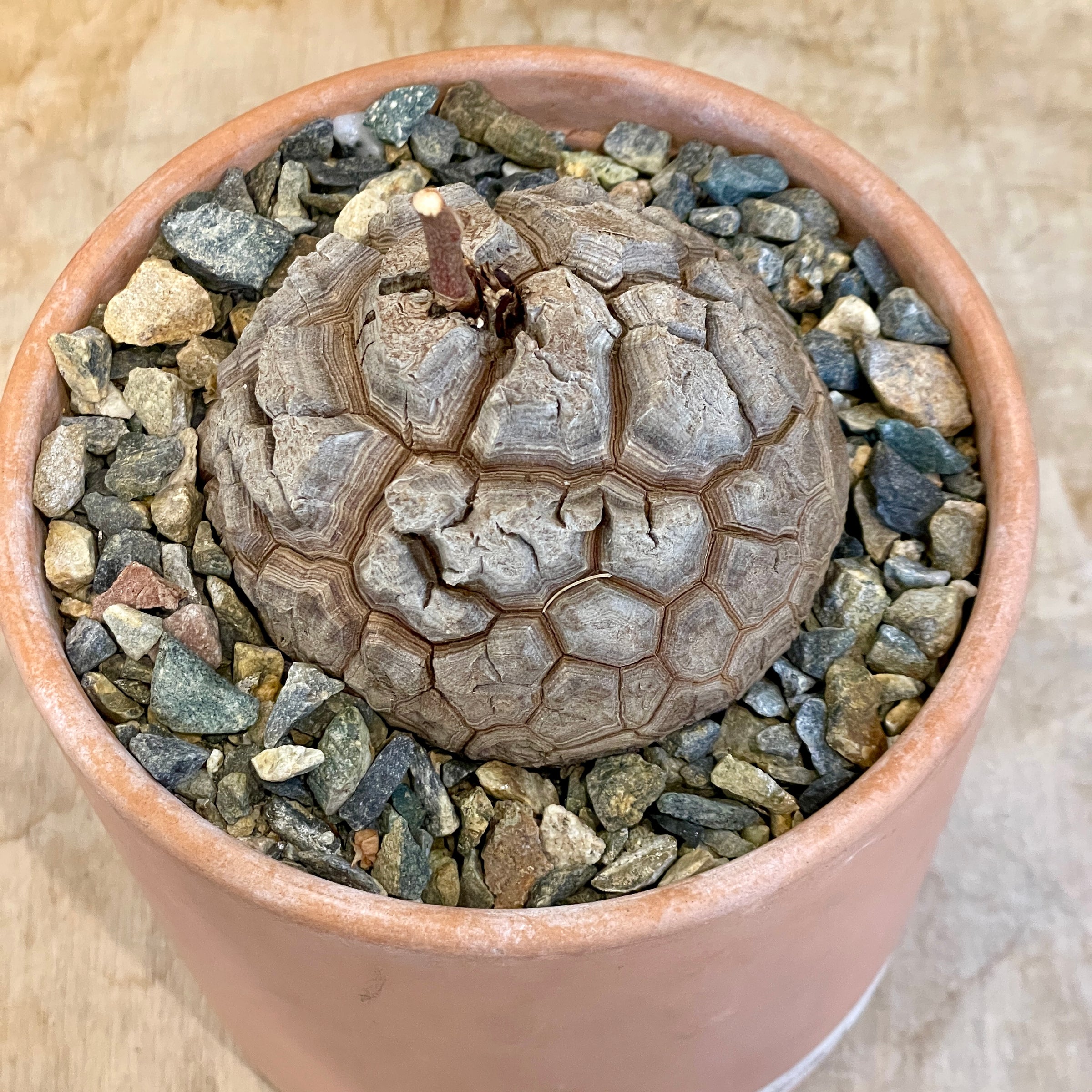 Dioscorea elephantipes | Cloud-Hidden Plants - Houseplants