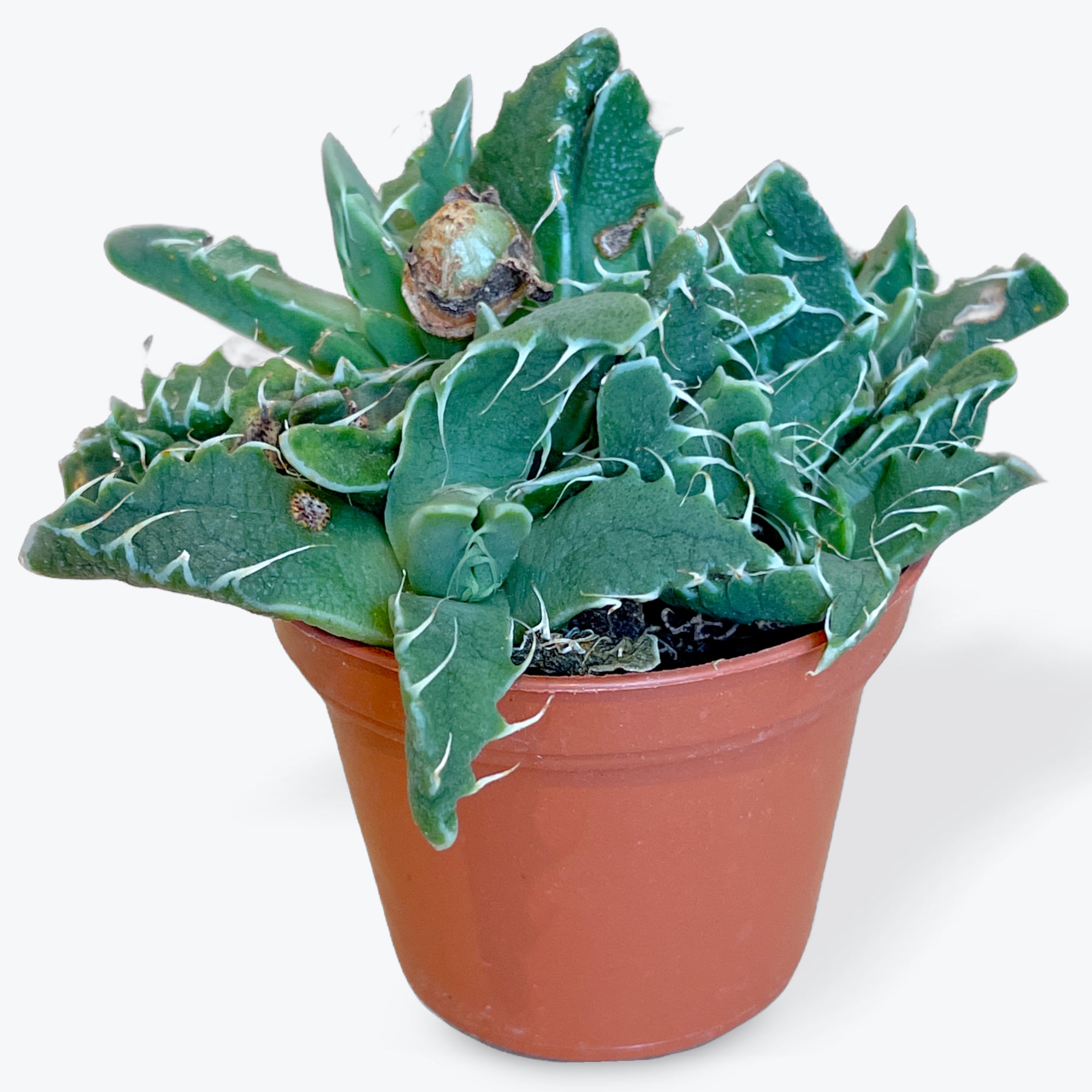 Cart | Cloud-Hidden Plants - Houseplants, Succulent Bonsai