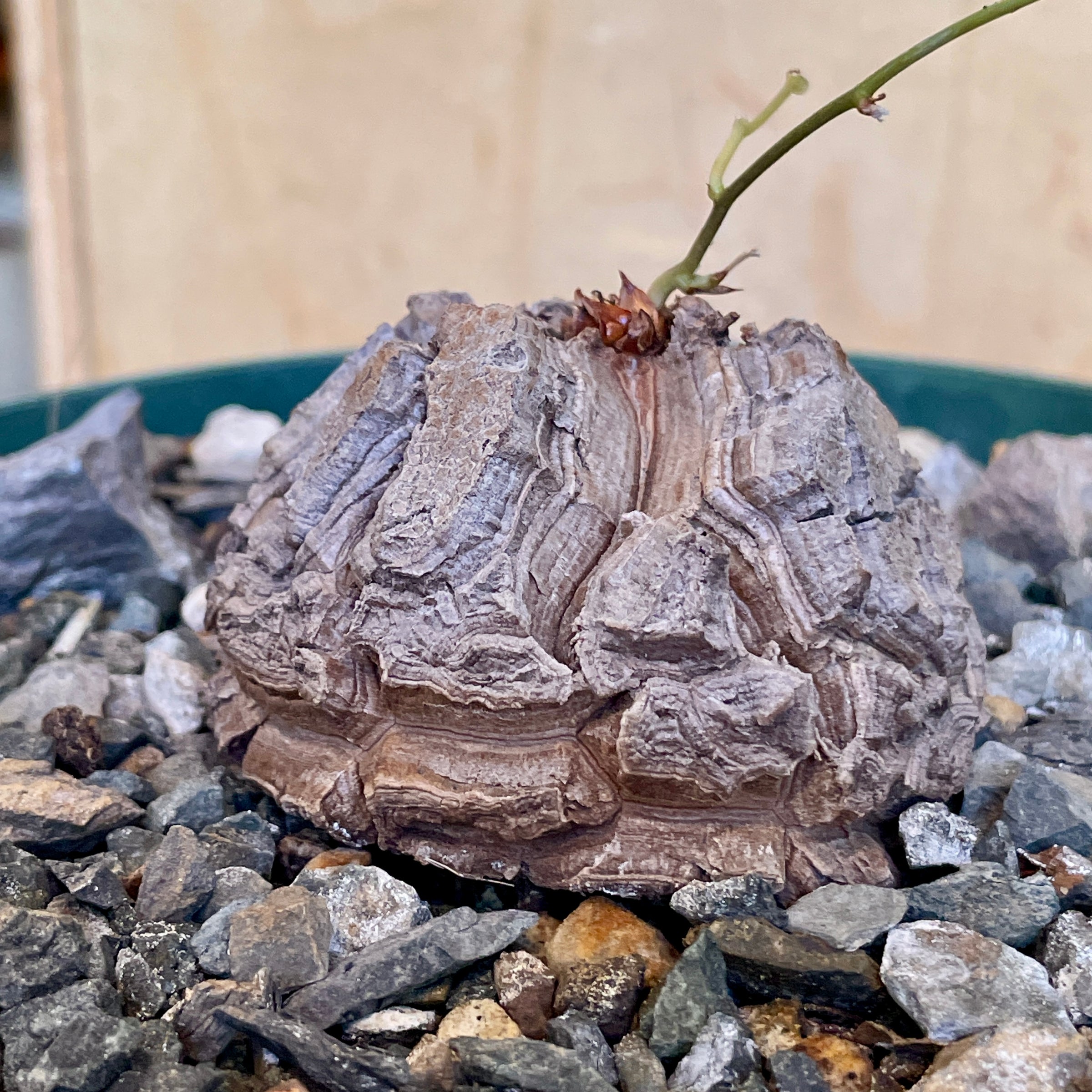 Dioscorea elephantipes | Cloud-Hidden Plants - Houseplants