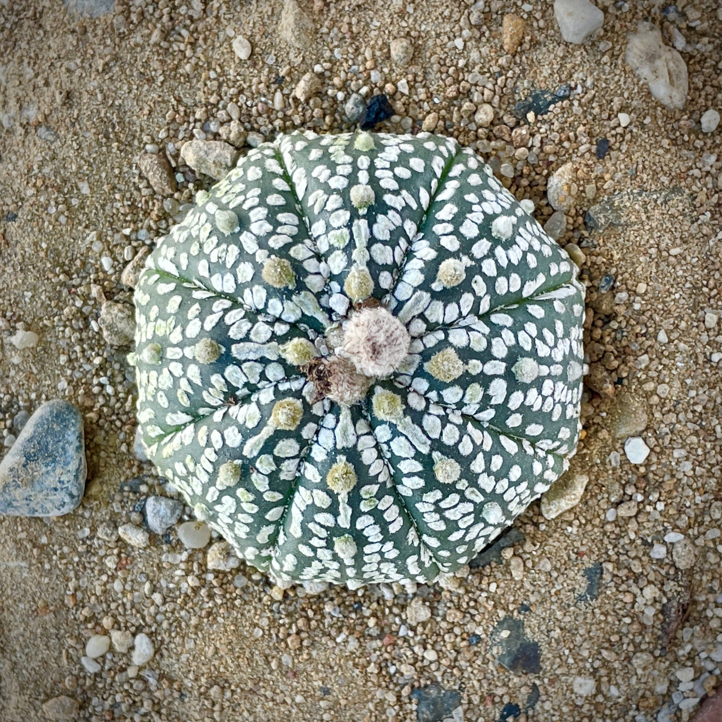 Astrophytum Super Kabuto (aterias) Cactus | Cloud-Hidden Plants -  Houseplants, Succulent Bonsai & Caudex San Francisco