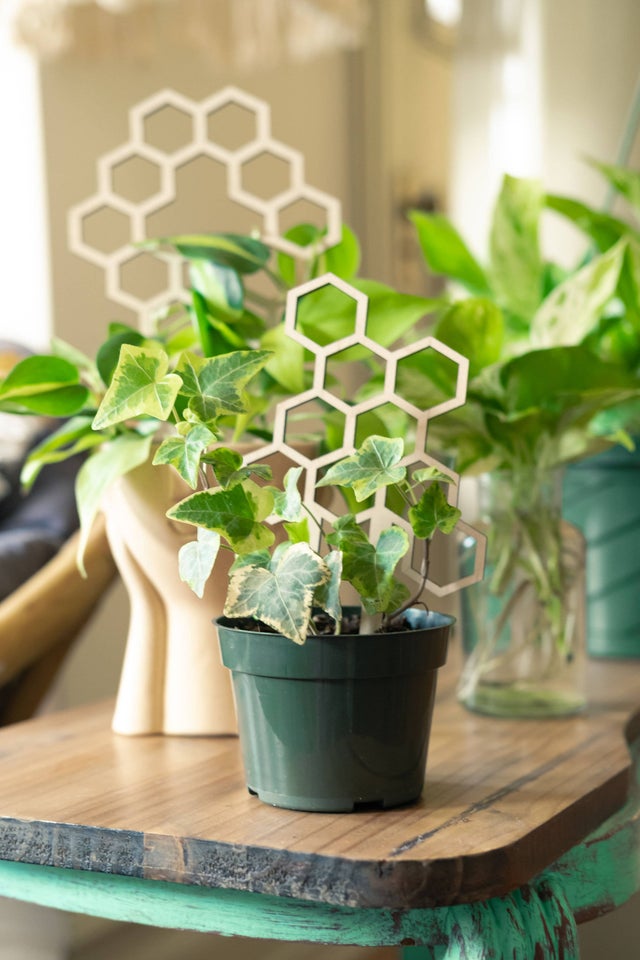 jade plant for luck Jade Plant