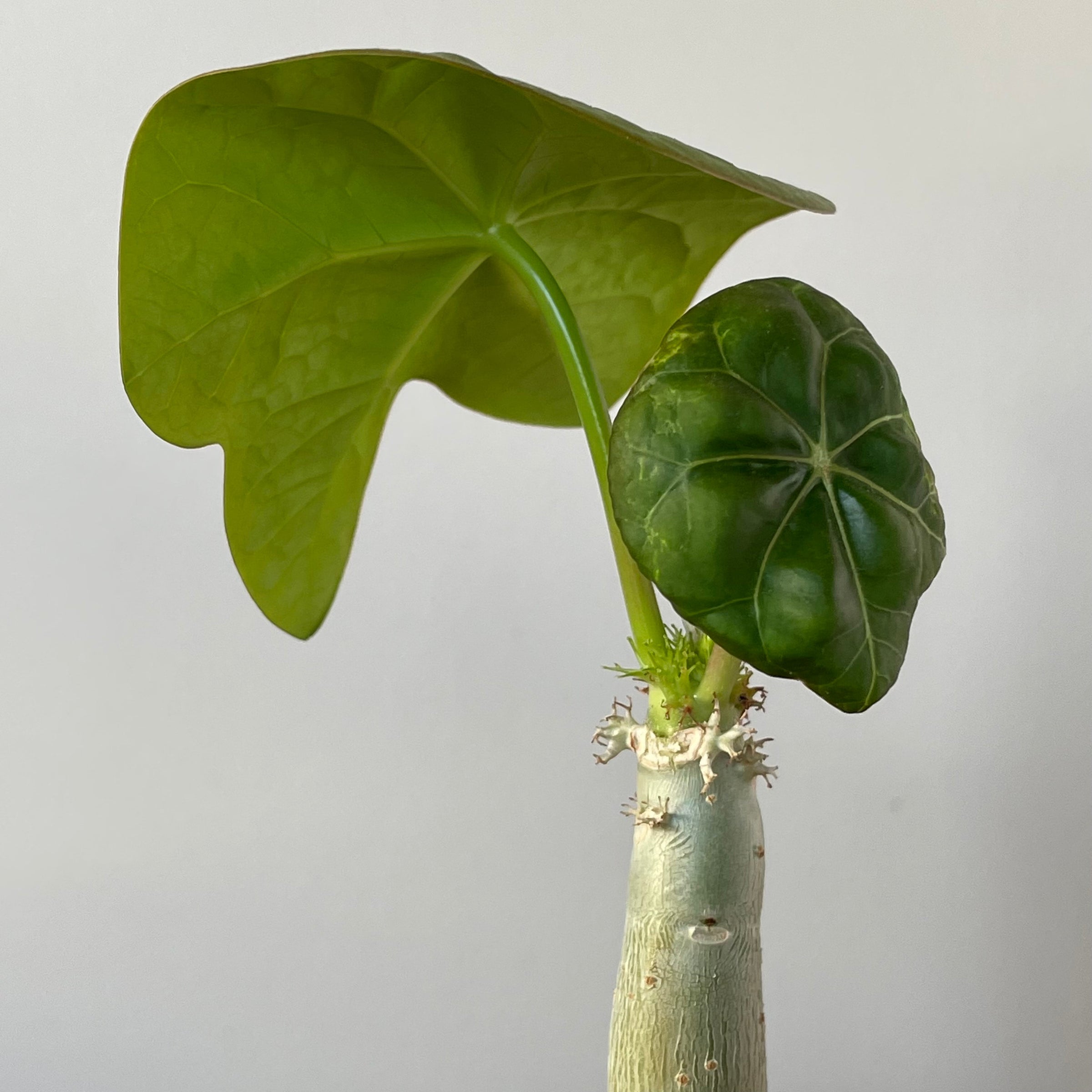 Jatropha podagrica - Buddha Belly plant | Cloud-Hidden Plants -  Houseplants, Succulent Bonsai & Caudex San Francisco
