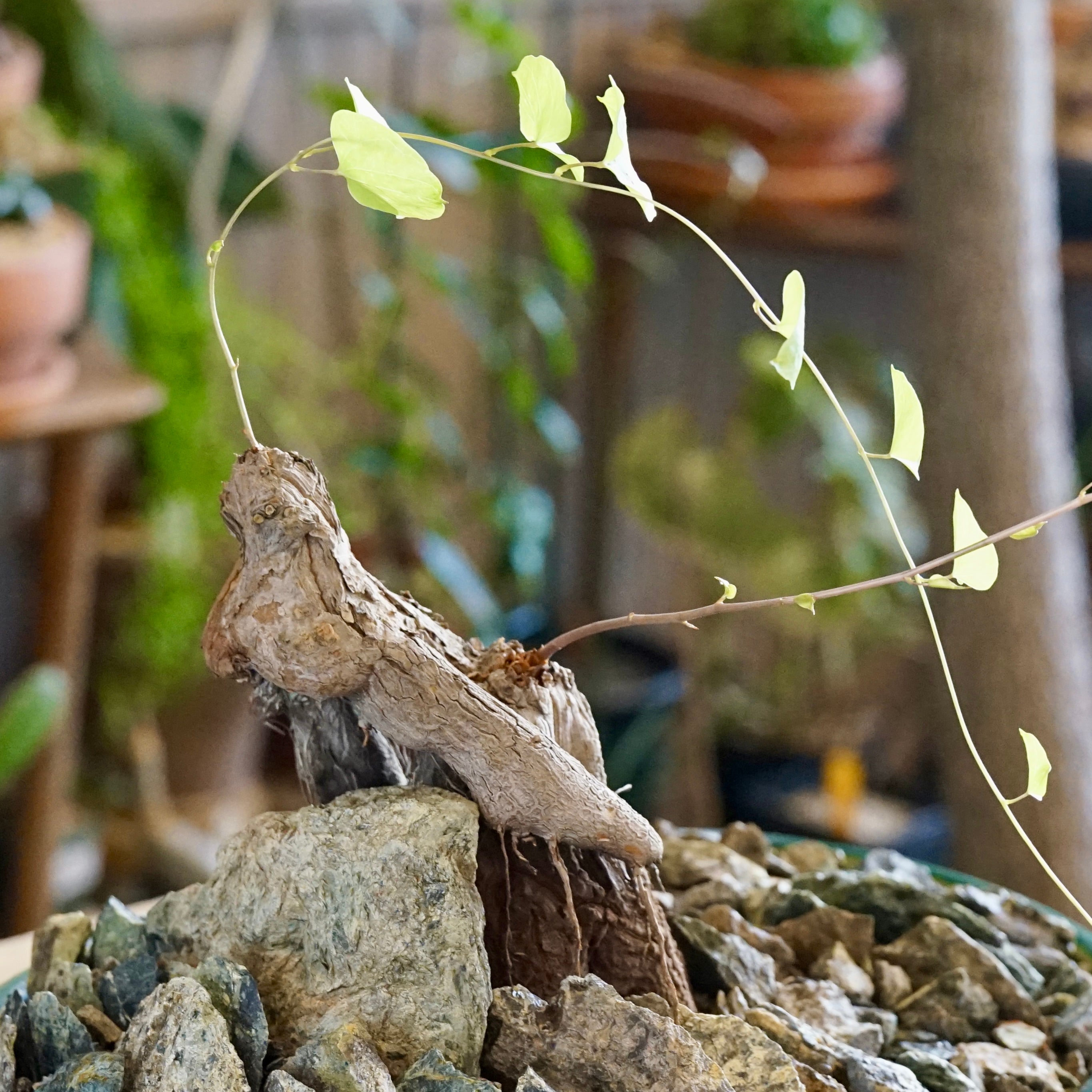 Dioscorea hemicrypta double headed specimen | Cloud-Hidden Plants