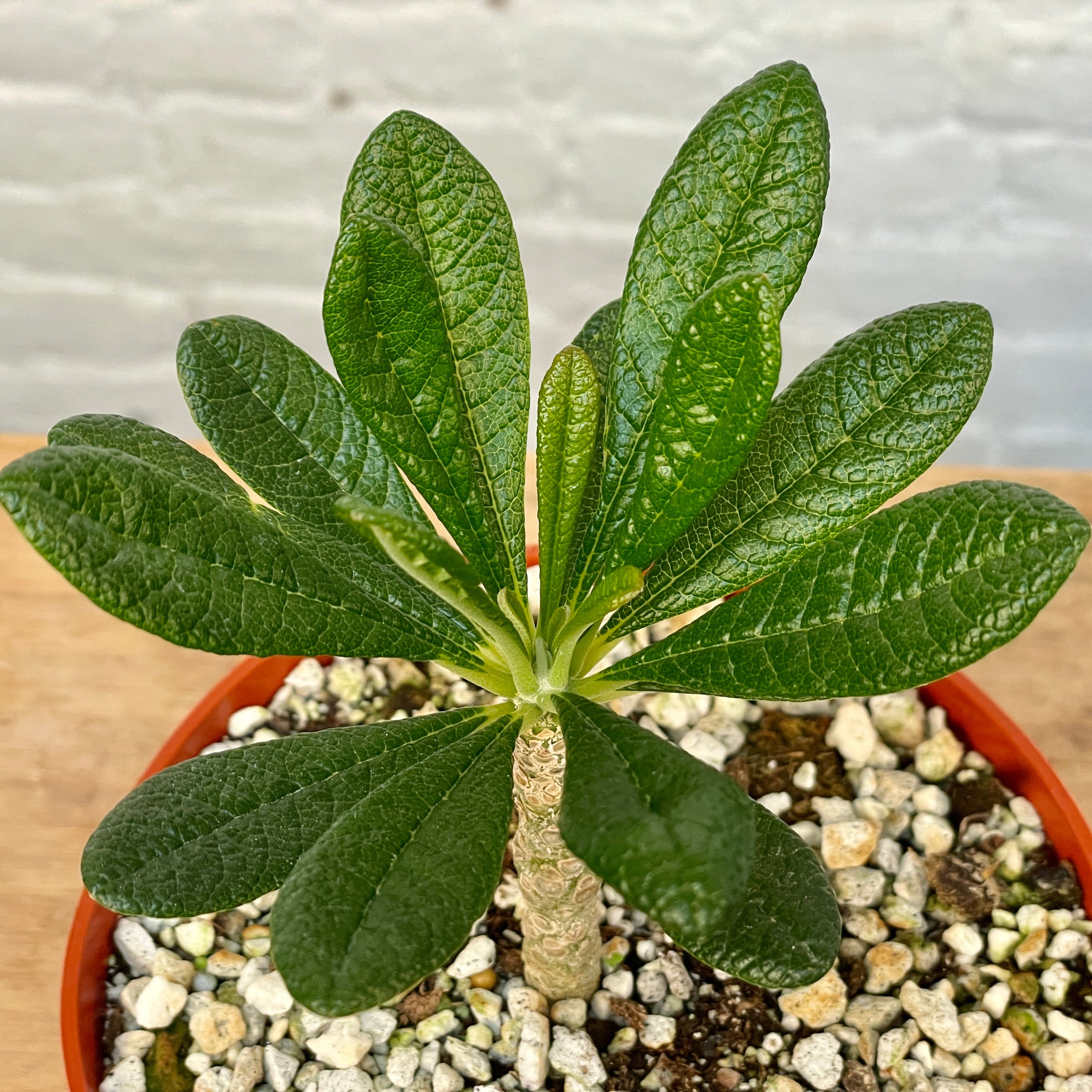 Dorstenia gigas | Cloud-Hidden Plants - Houseplants, Succulent
