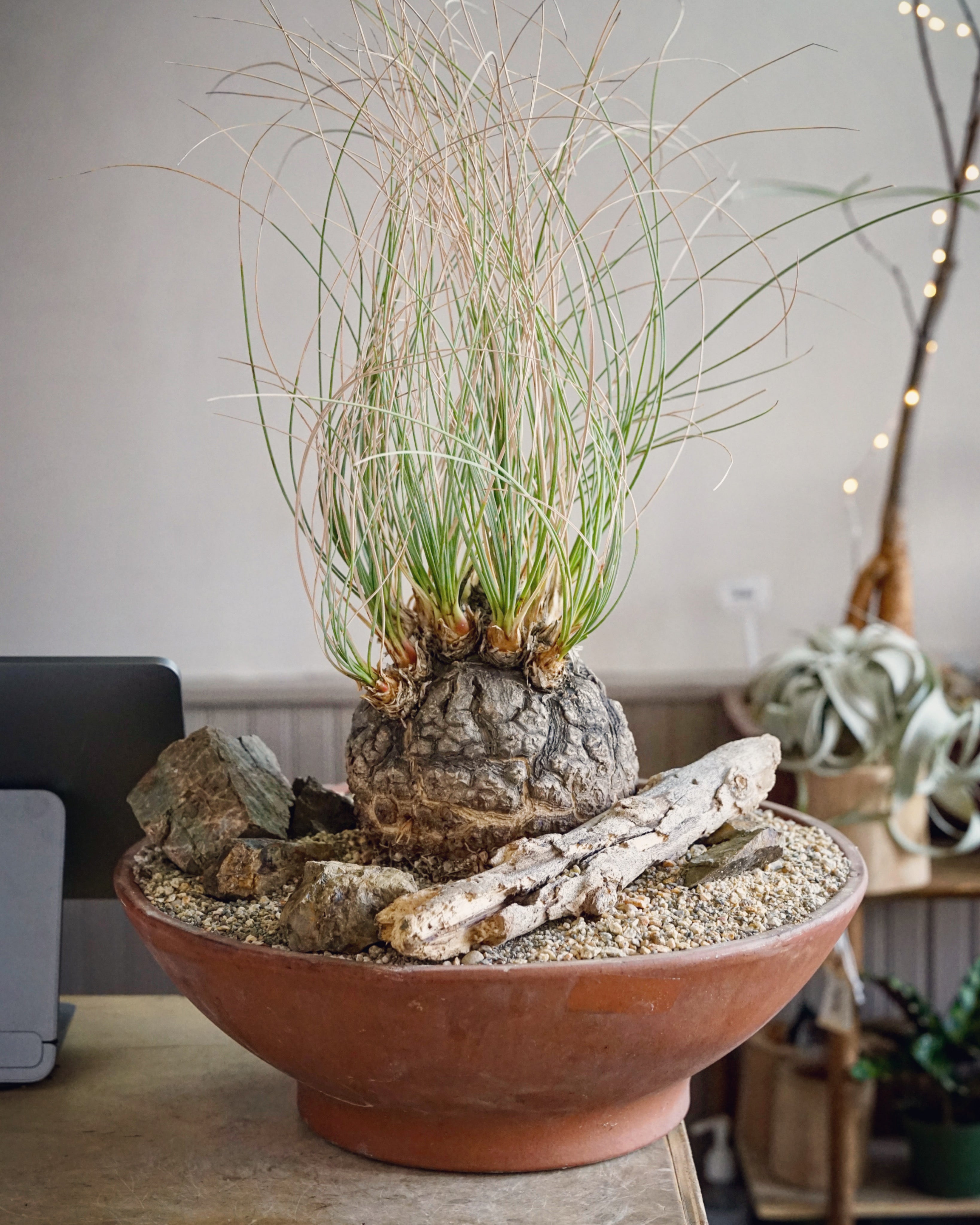 Calibanus hookeri old plant | Cloud-Hidden Plants - Houseplants