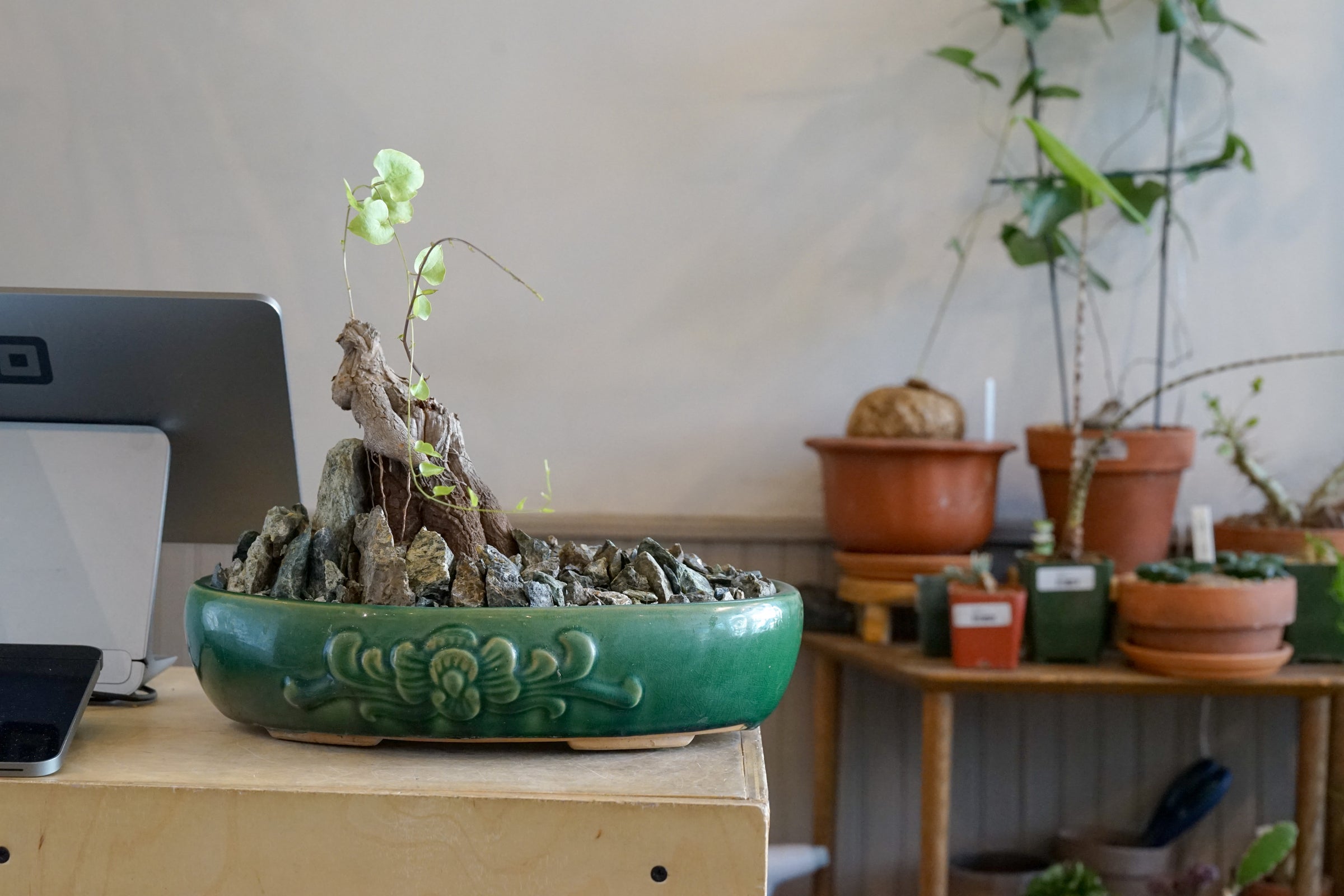 Dioscorea hemicrypta double headed specimen | Cloud-Hidden Plants