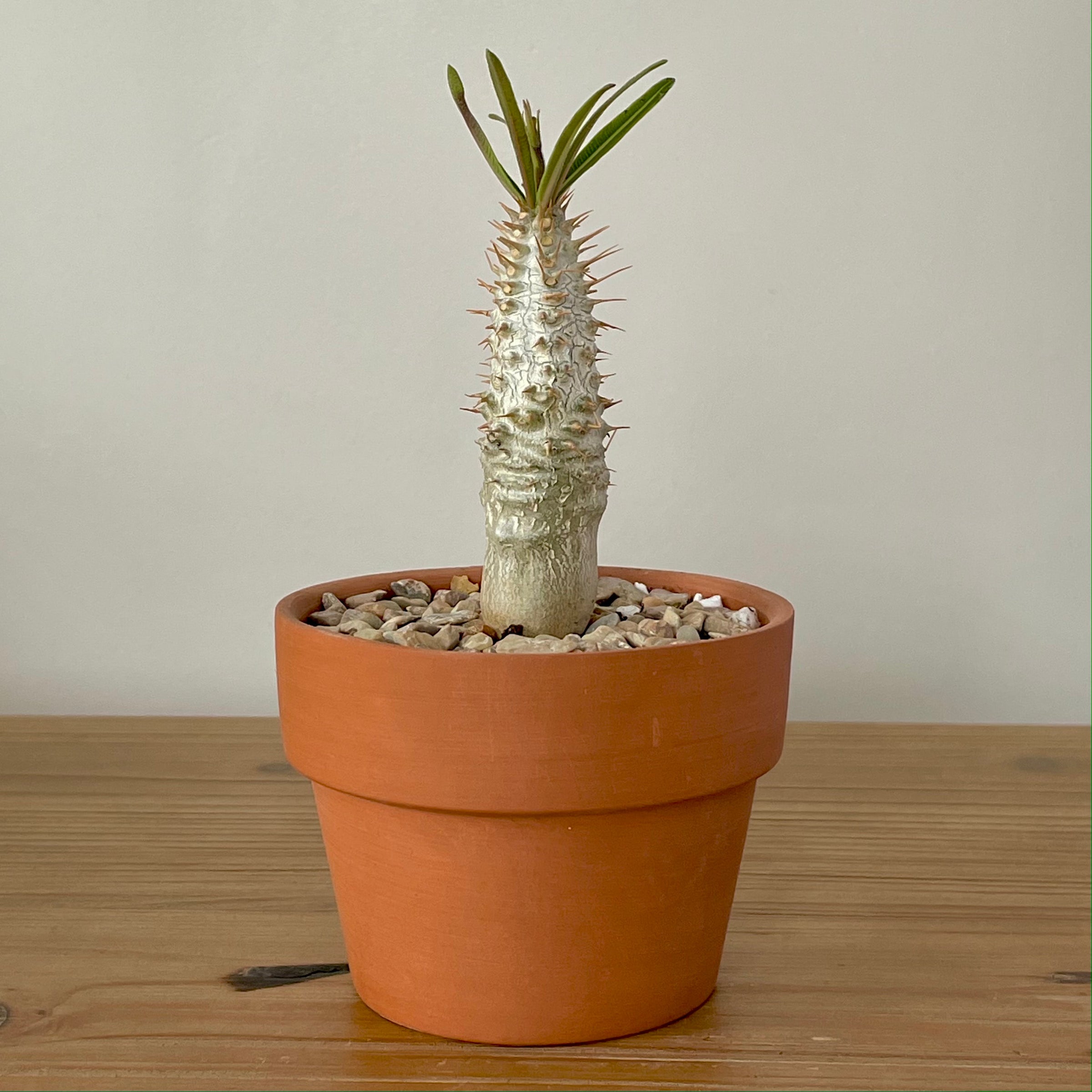 Pachypodium rosulatum gracilus for sale San Francisco | Cloud