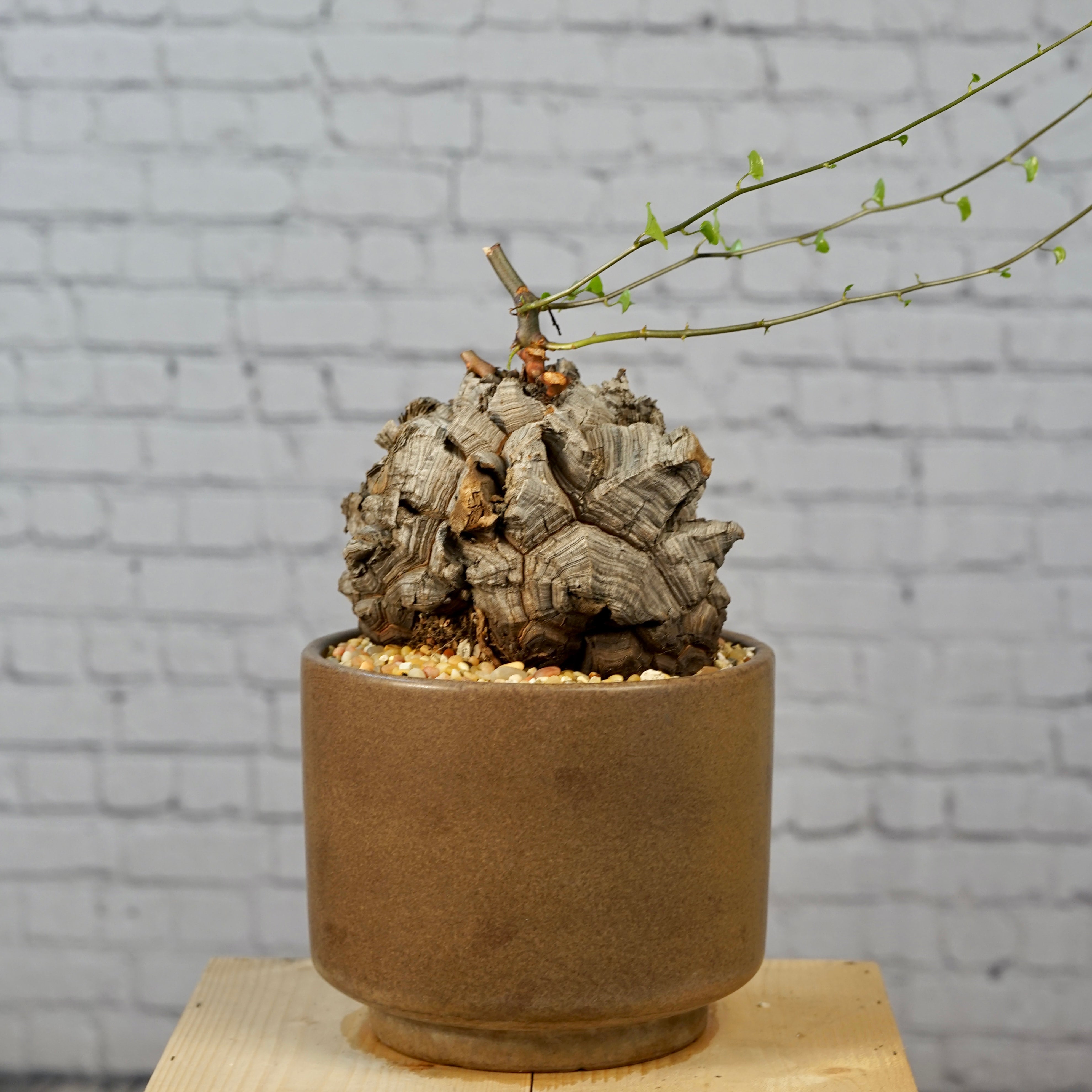 Dioscorea elephantipes - Very large specimen | Cloud-Hidden Plants