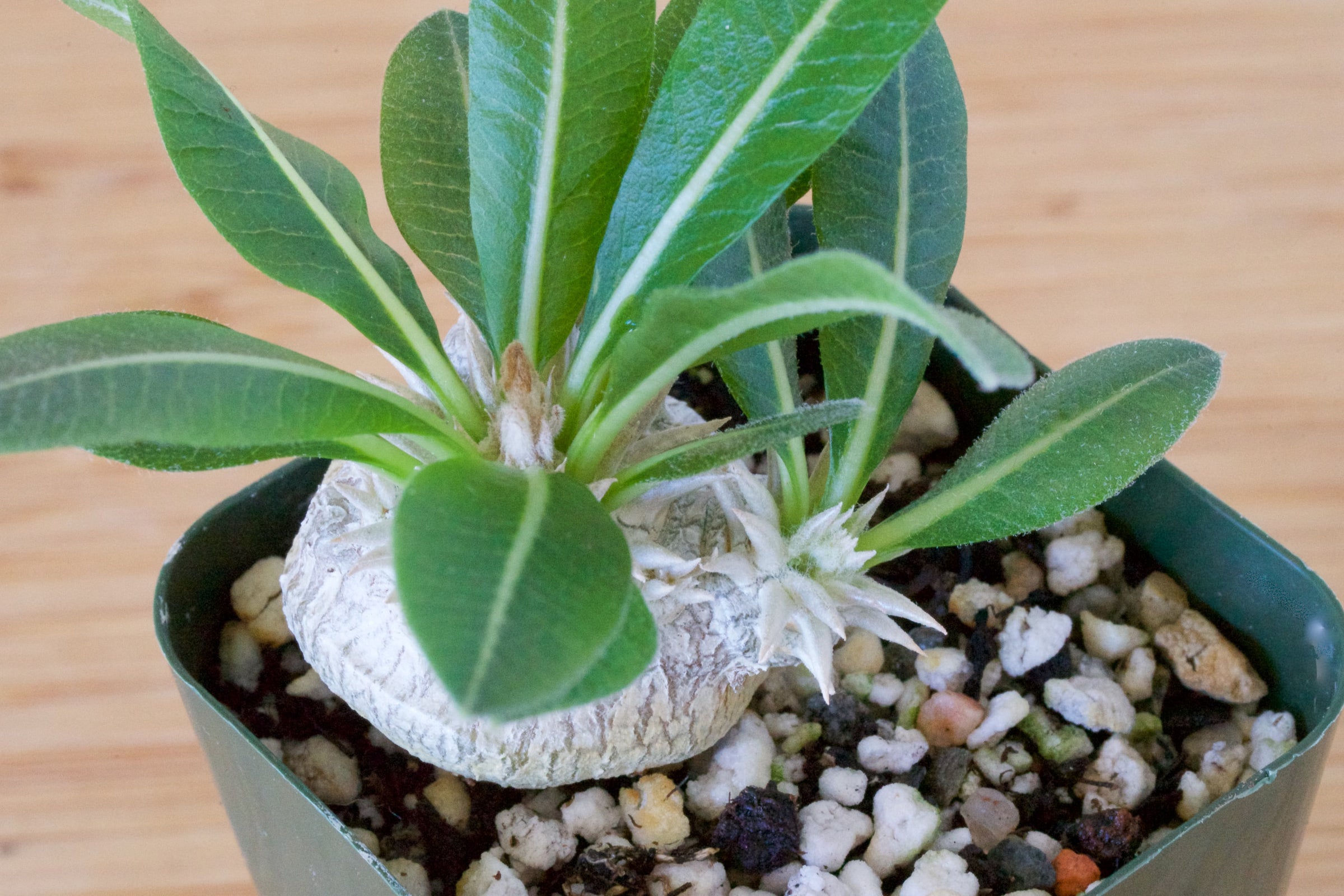 Pachypodium brevicaule | Cloud-Hidden Plants - Houseplants
