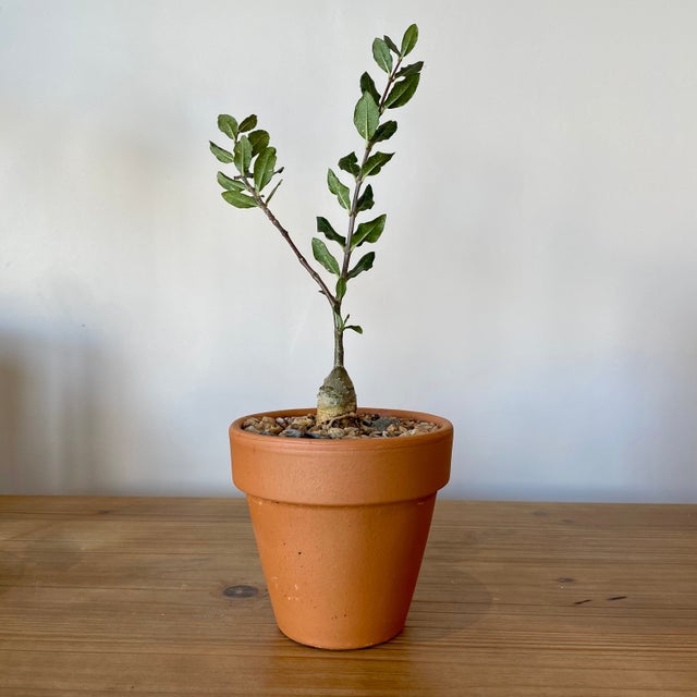 dead plants club Leaf Wellness & Dead AF Duo