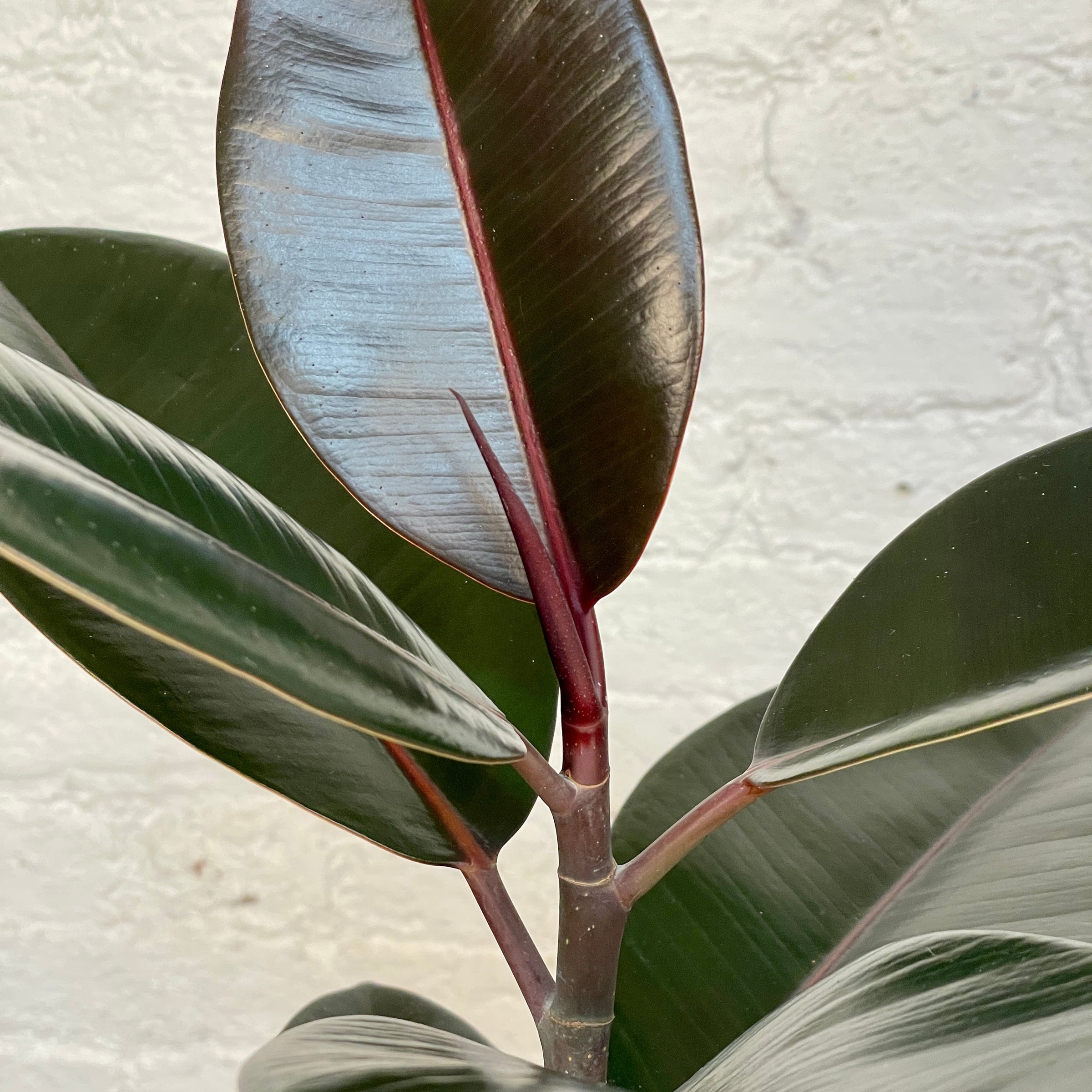 Rubber Plant - Ficus Decora Burgundy | Cloud-Hidden Plants - Houseplants,  Succulent Bonsai & Caudex San Francisco