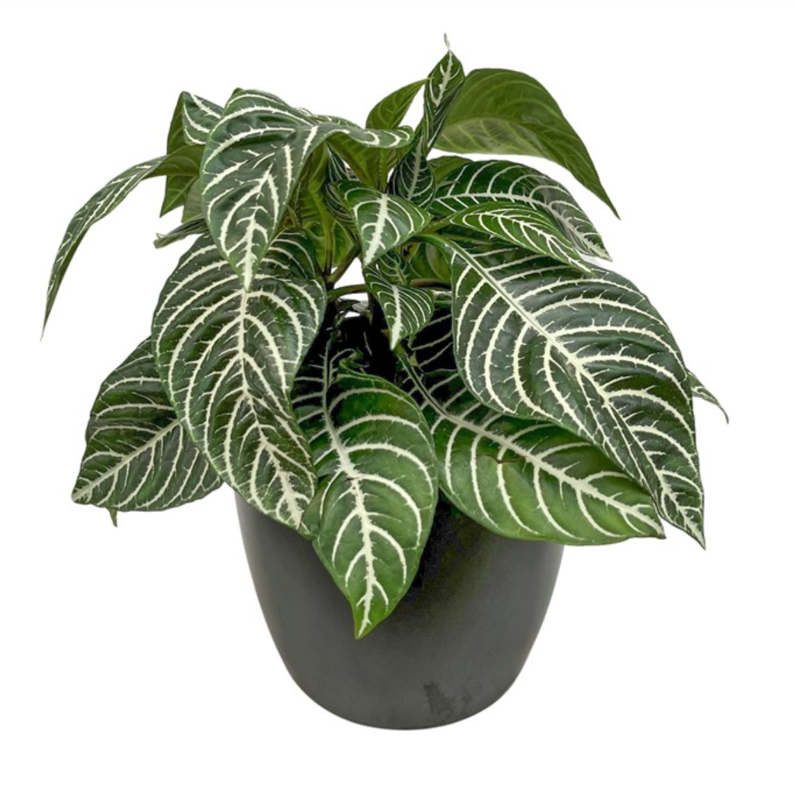 Aphelandra Zebra Plant | Cloud-Hidden Plants - Houseplants, Succulent  Bonsai & Caudex San Francisco