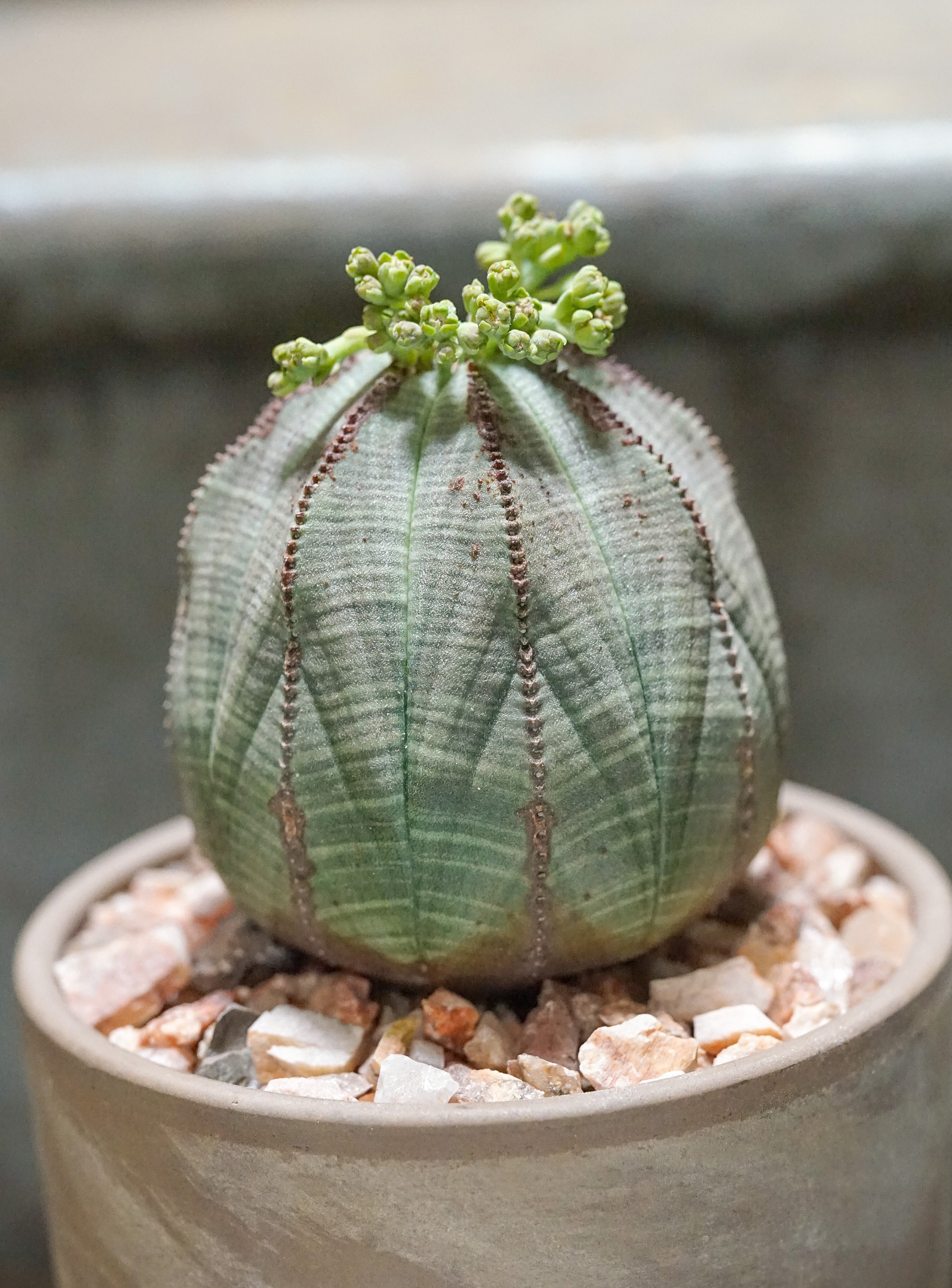 Euphorbia Obesa - 10 Year Old Plants | Cloud-Hidden Plants