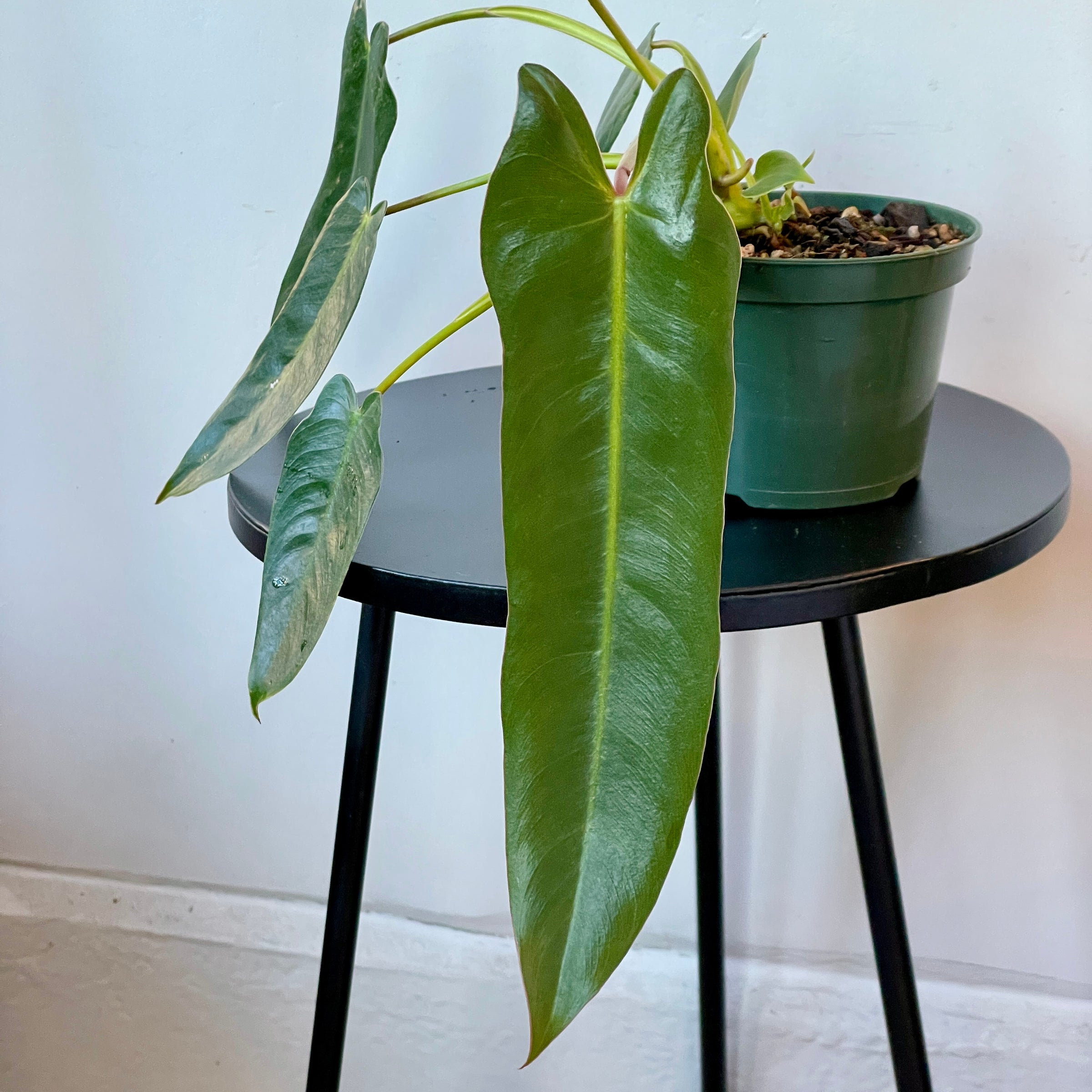 Philodendron spiritus-sancti | Cloud-Hidden Plants - Houseplants