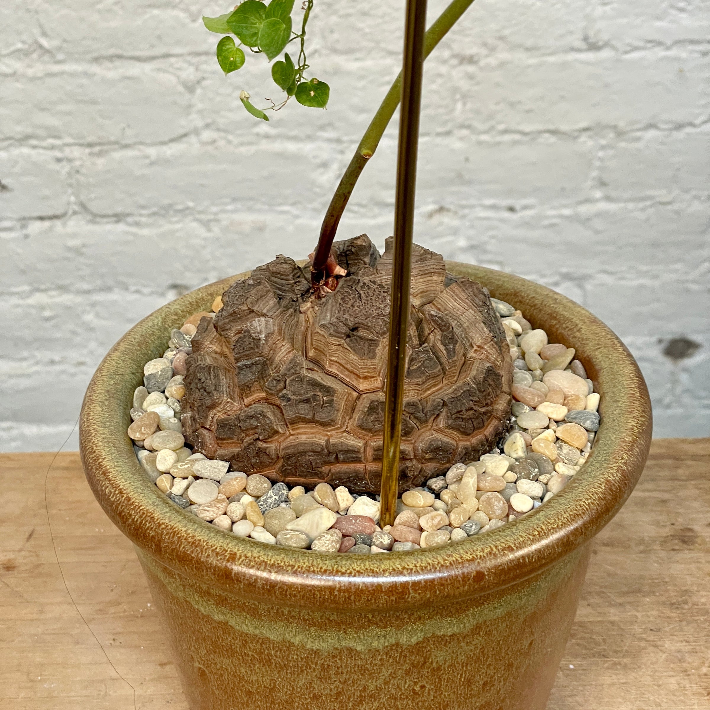 Dioscorea Elephantipes (Plant XXL5) | Cloud-Hidden Plants