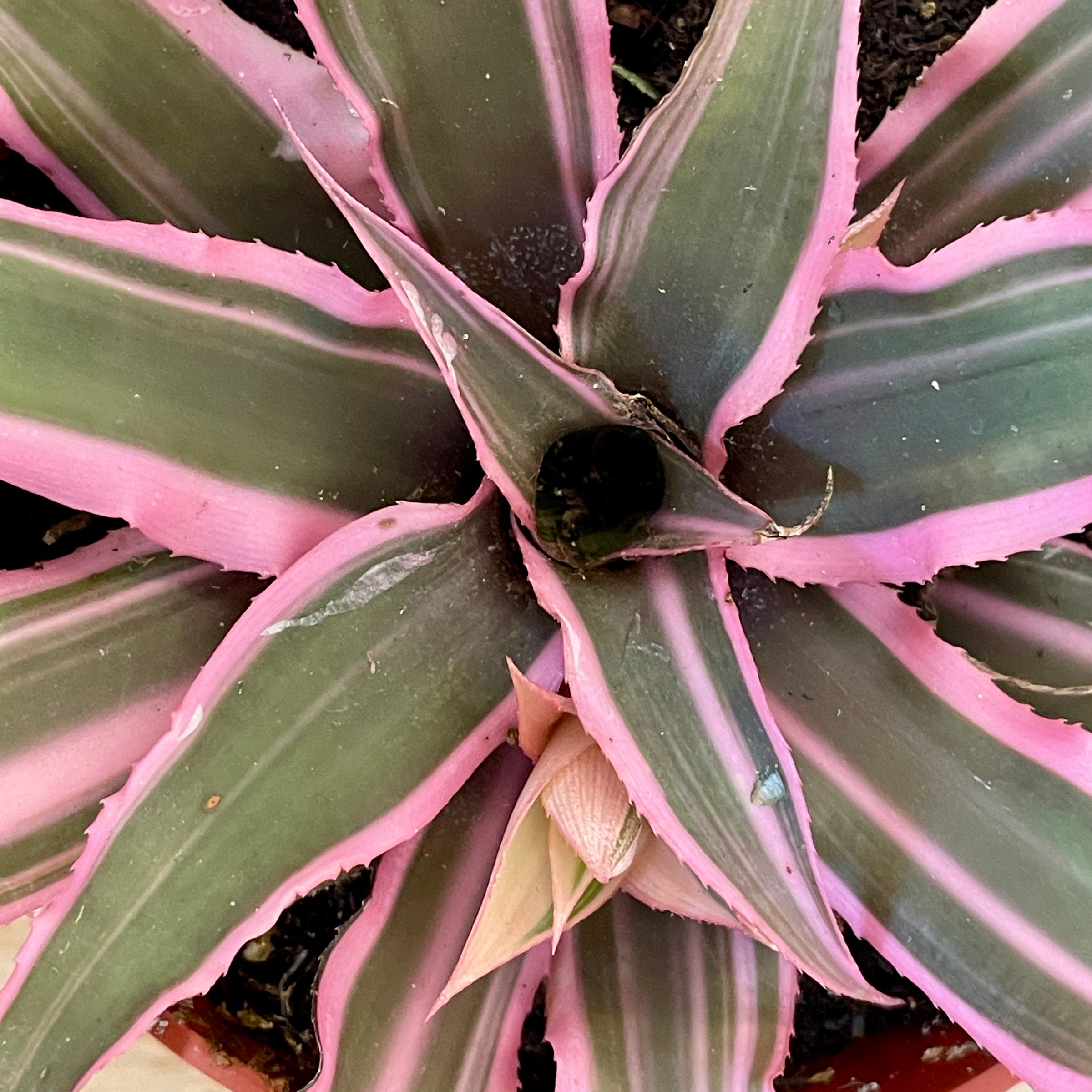 Cryptanthus Earth Star
