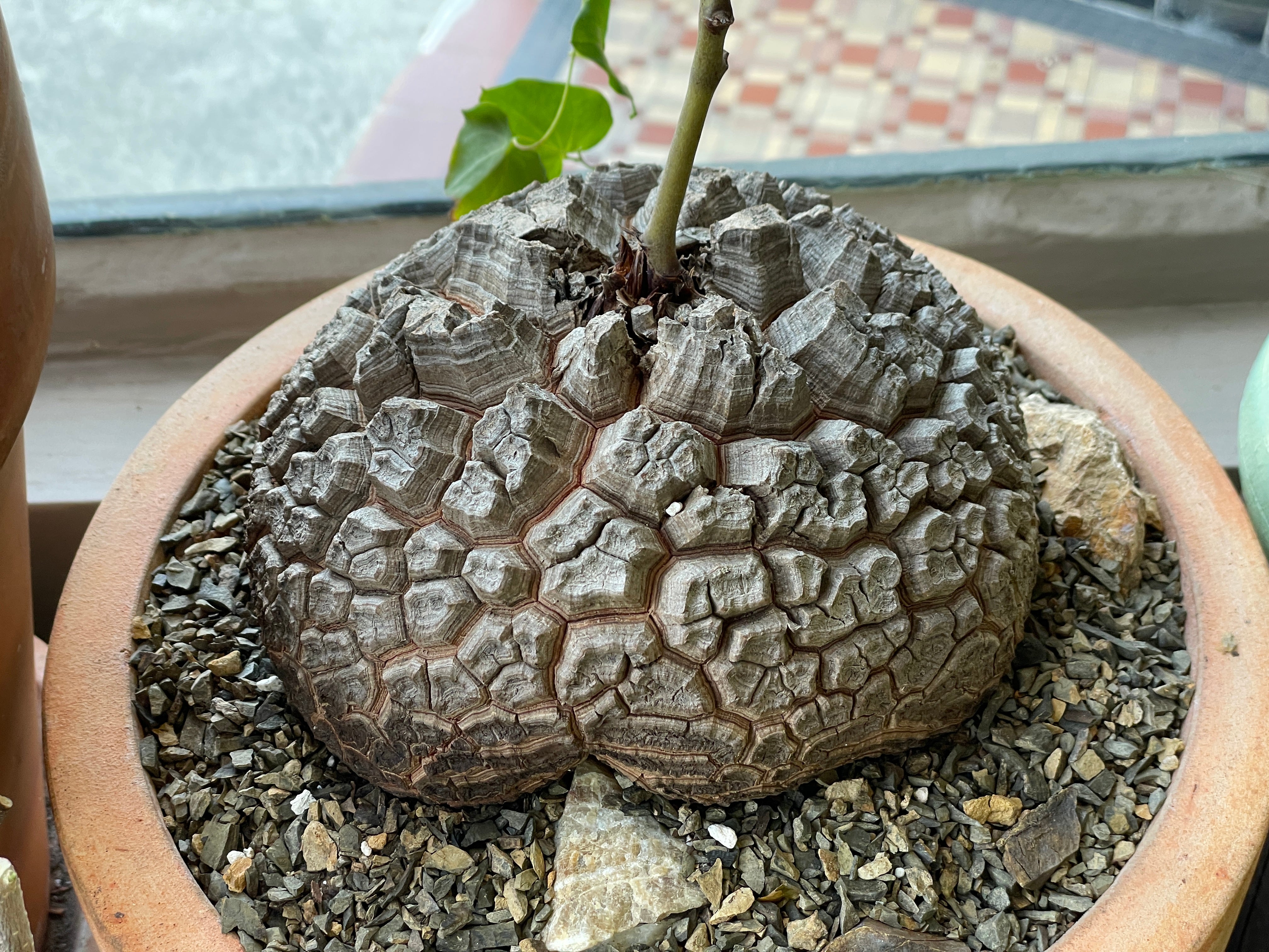 Large Dioscorea elephantipes specimen April 2025 | Cloud-Hidden