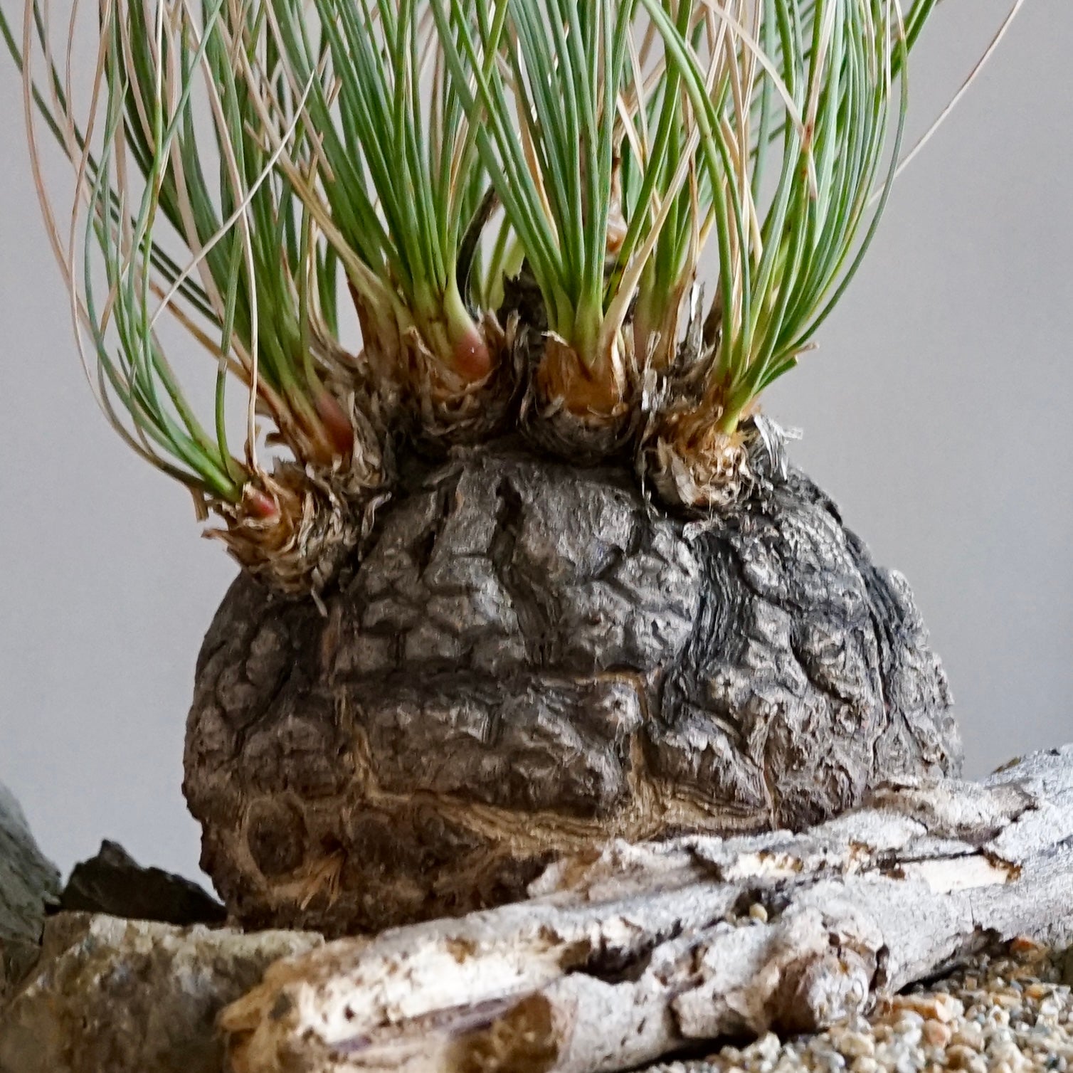 Calibanus hookeri old plant | Cloud-Hidden Plants - Houseplants