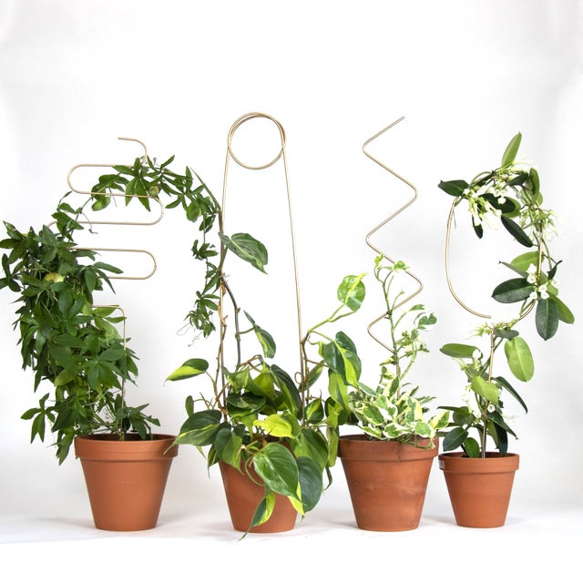 Plant Supports | Cloud-Hidden Plants - Houseplants, Succulent Bonsai &  Caudex San Francisco